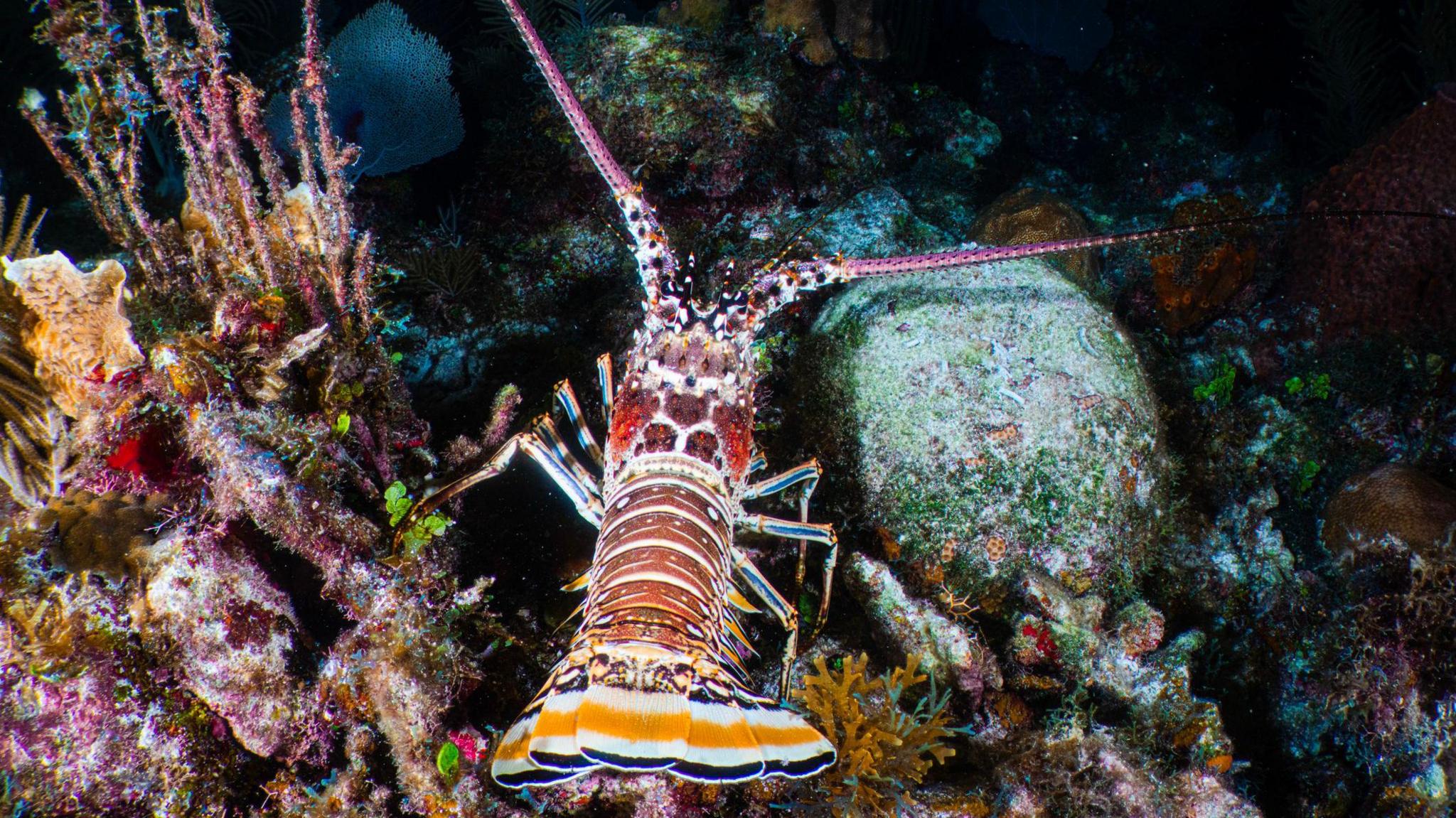 A bright red and orange striped lobster resting in some rocks and coral at the bottom of the ocean. The water looks deep and dark, and there is coral and organisms growing on the seabed.