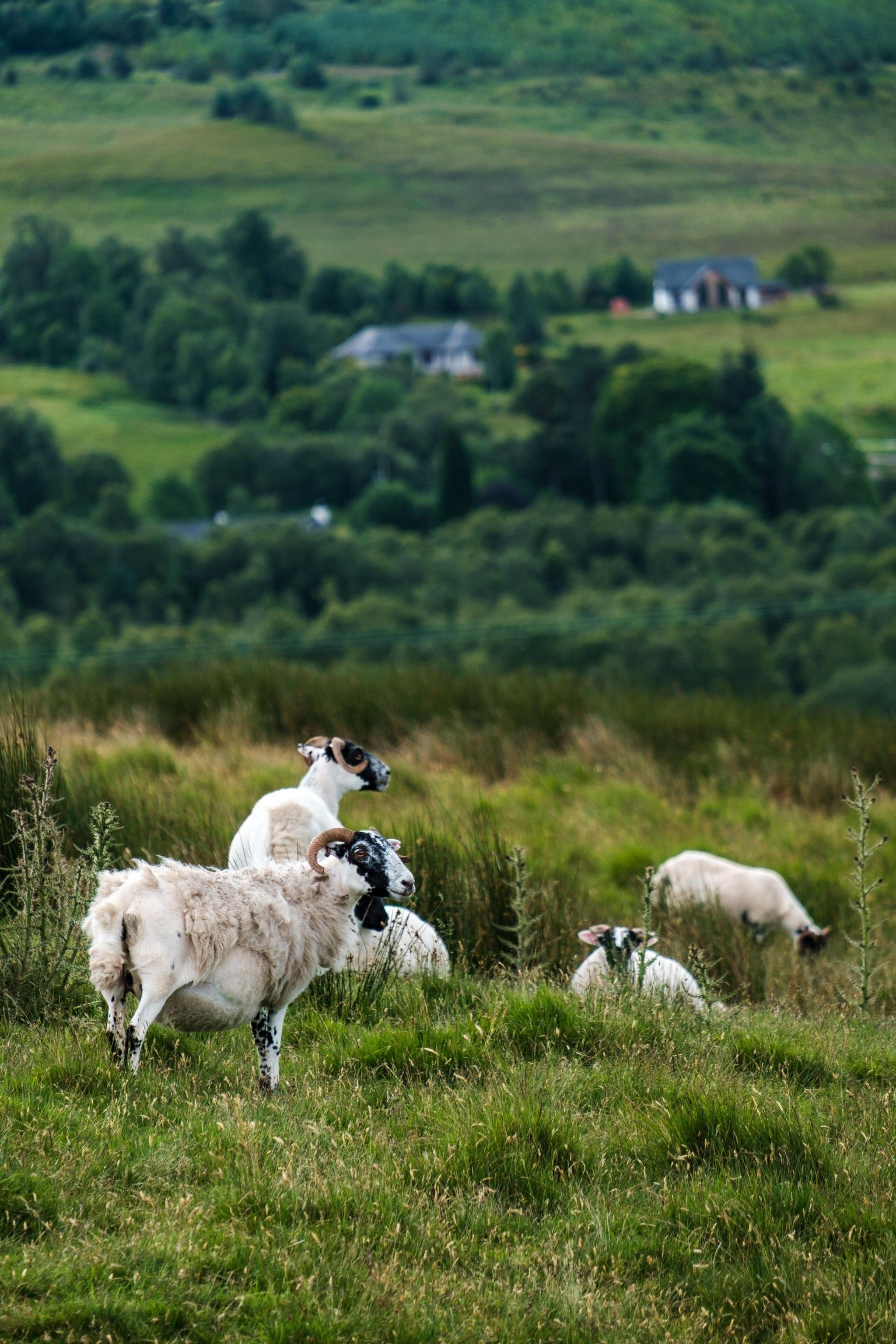 Sheep and rams on a grassy hill with trees and houses in the distance slightly out of focus