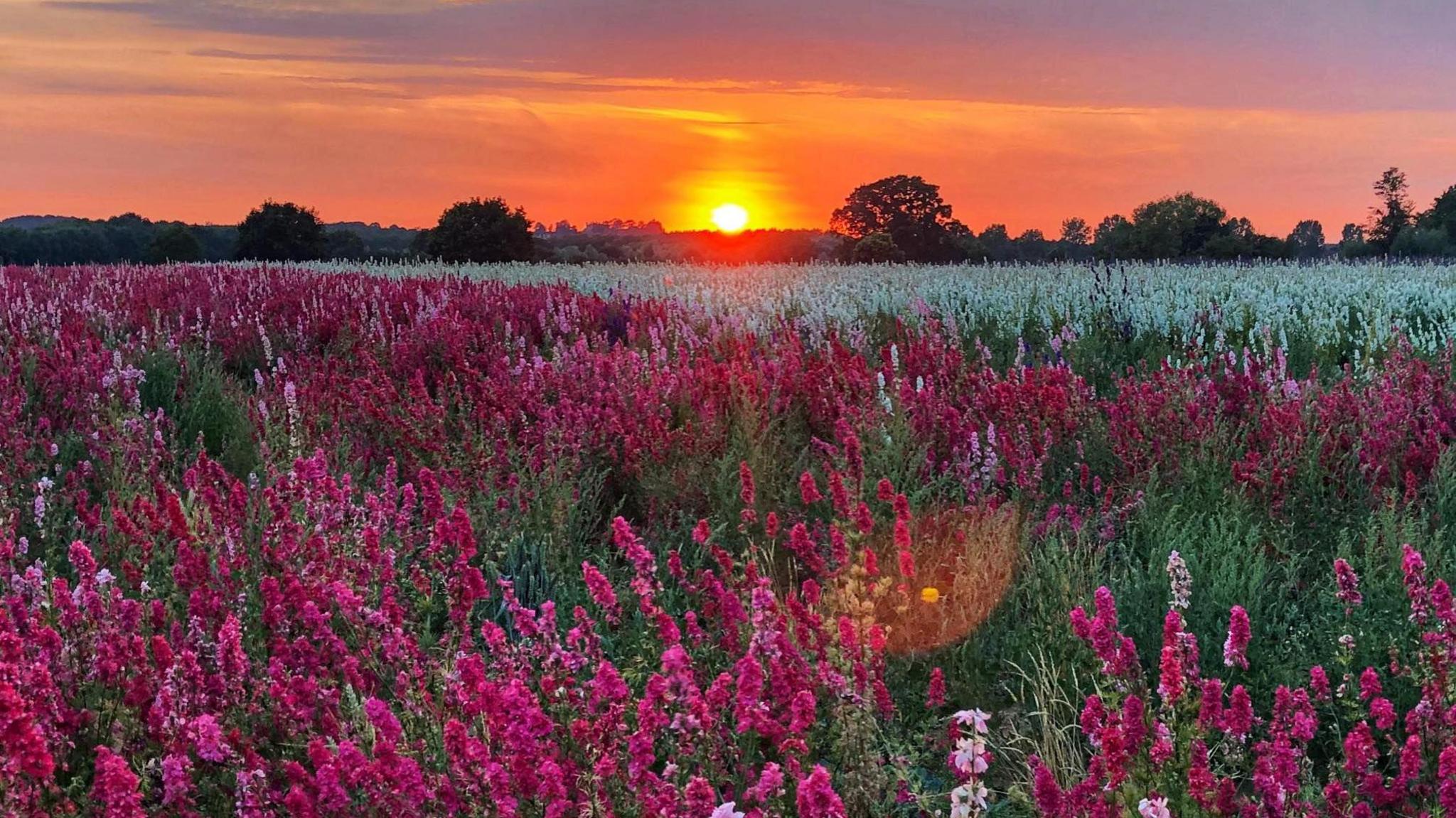 A field of hundreds of blooming delphinium flowers in pink and white. The sunset can be seen in the background.