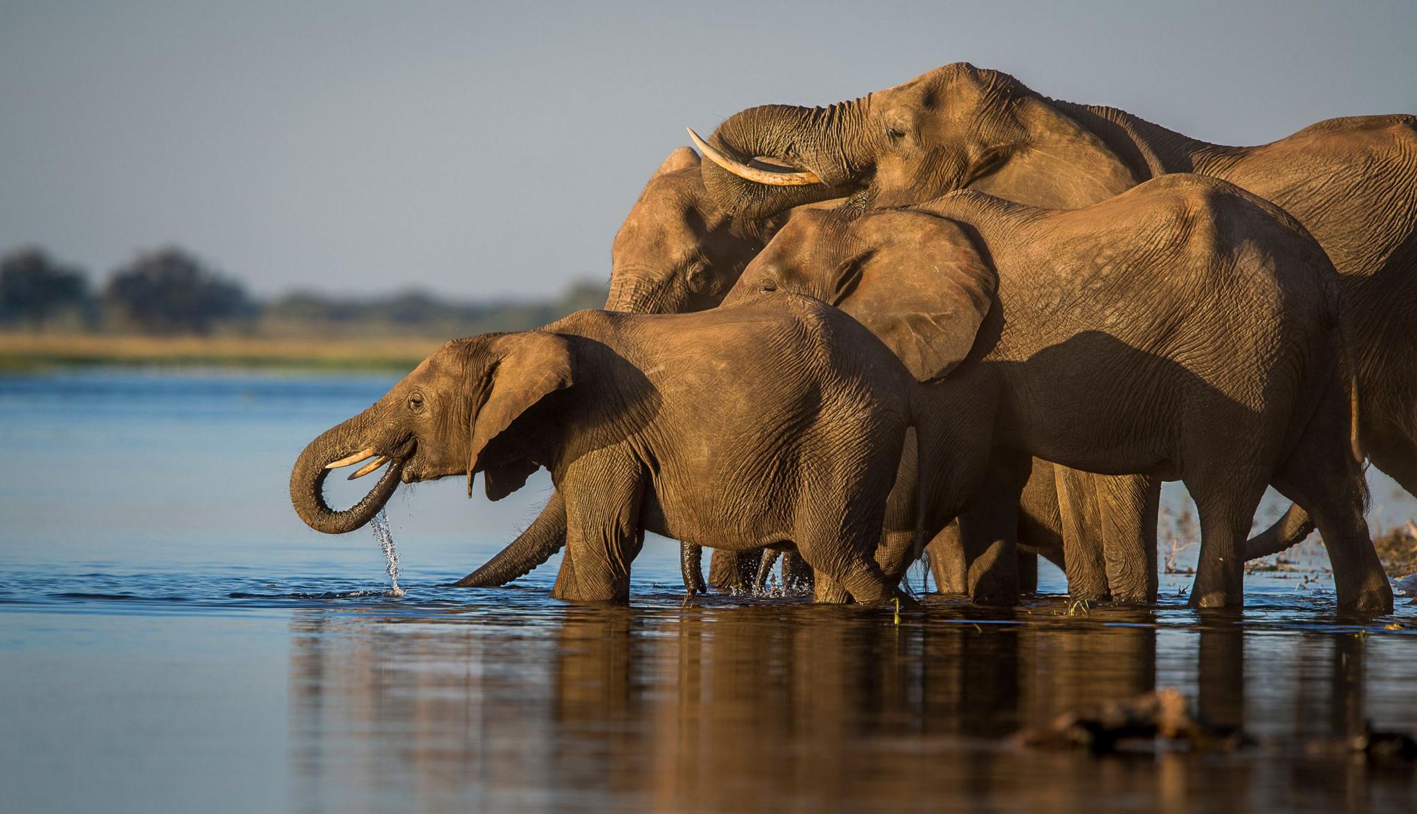 elephants at a watering hole. 