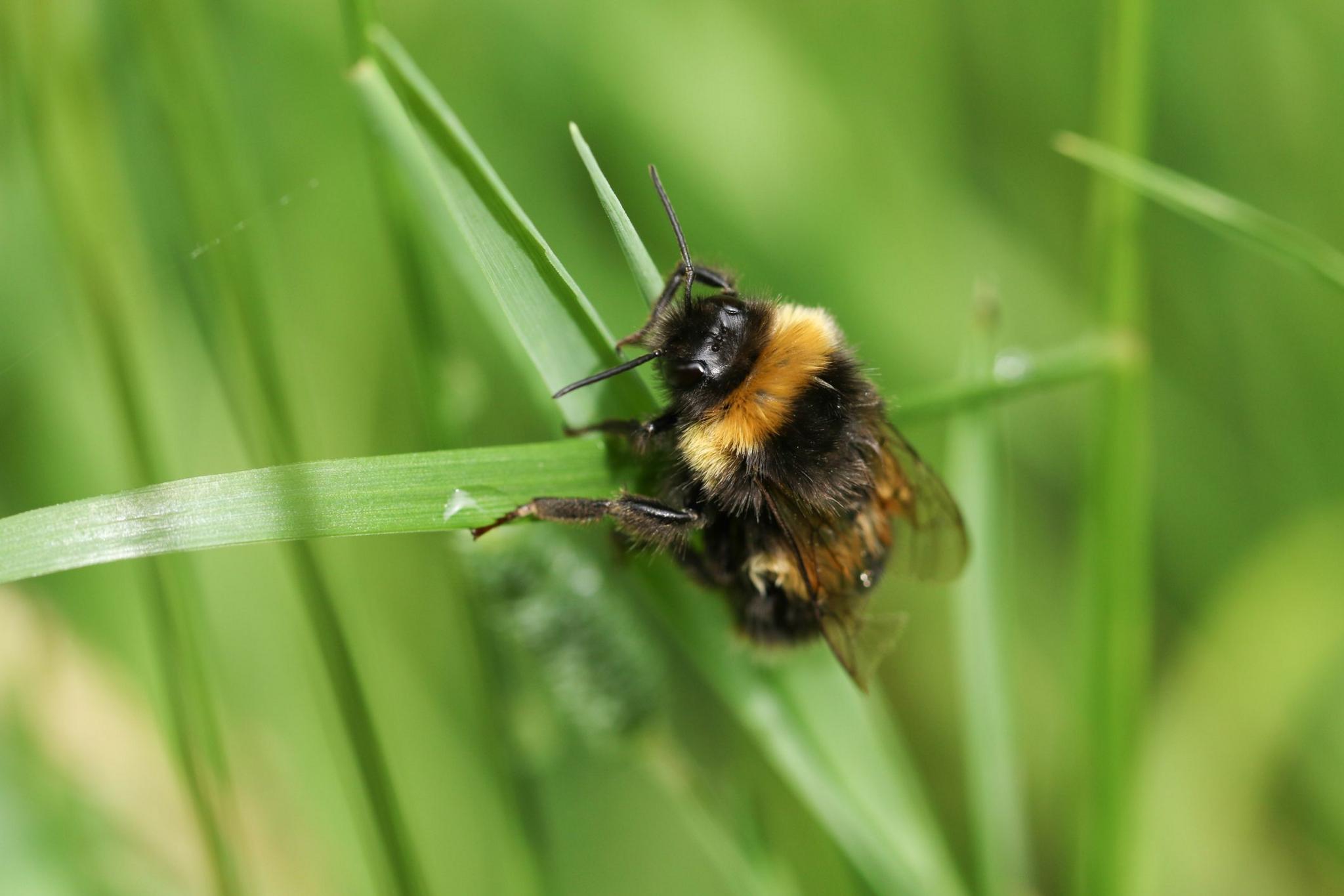 Bumblebee on a blade of grass 