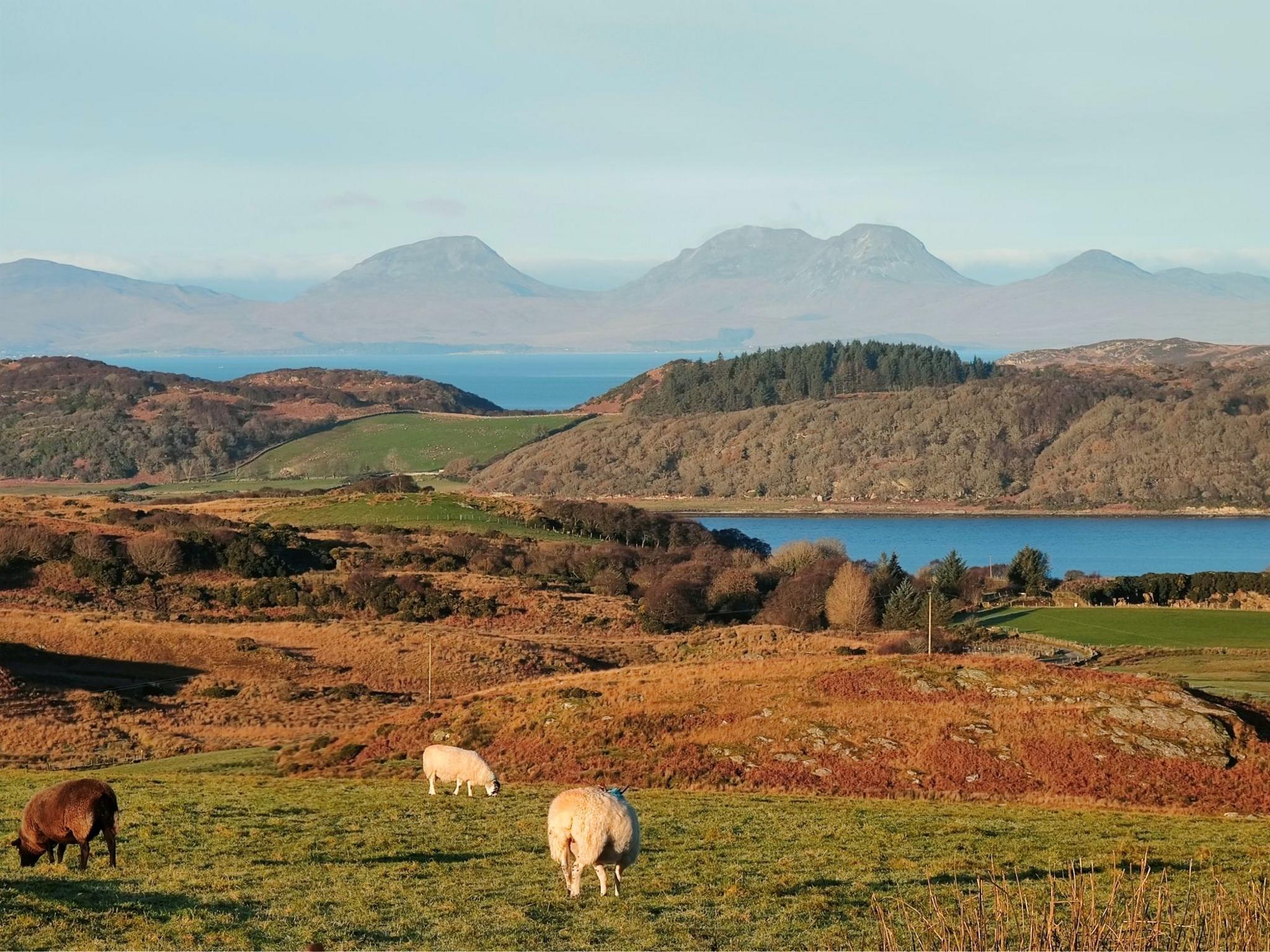 Scottish scenery and sheep