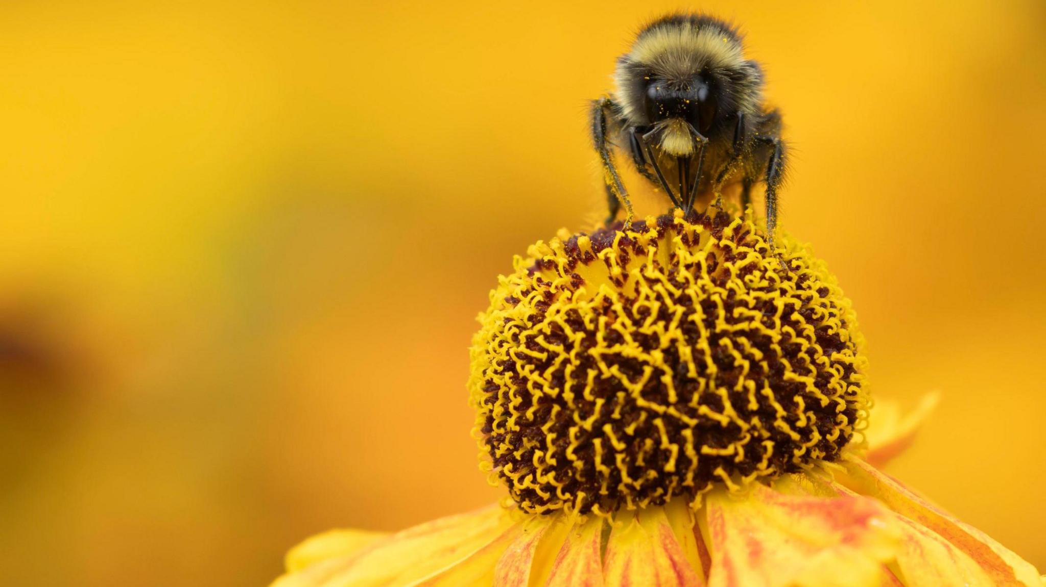 Red-tailed bumble bee (Bombus lapidarius) feeding on a yellow Helenium flower, Norfolk, England, United Kingdom, Europe - stock photo