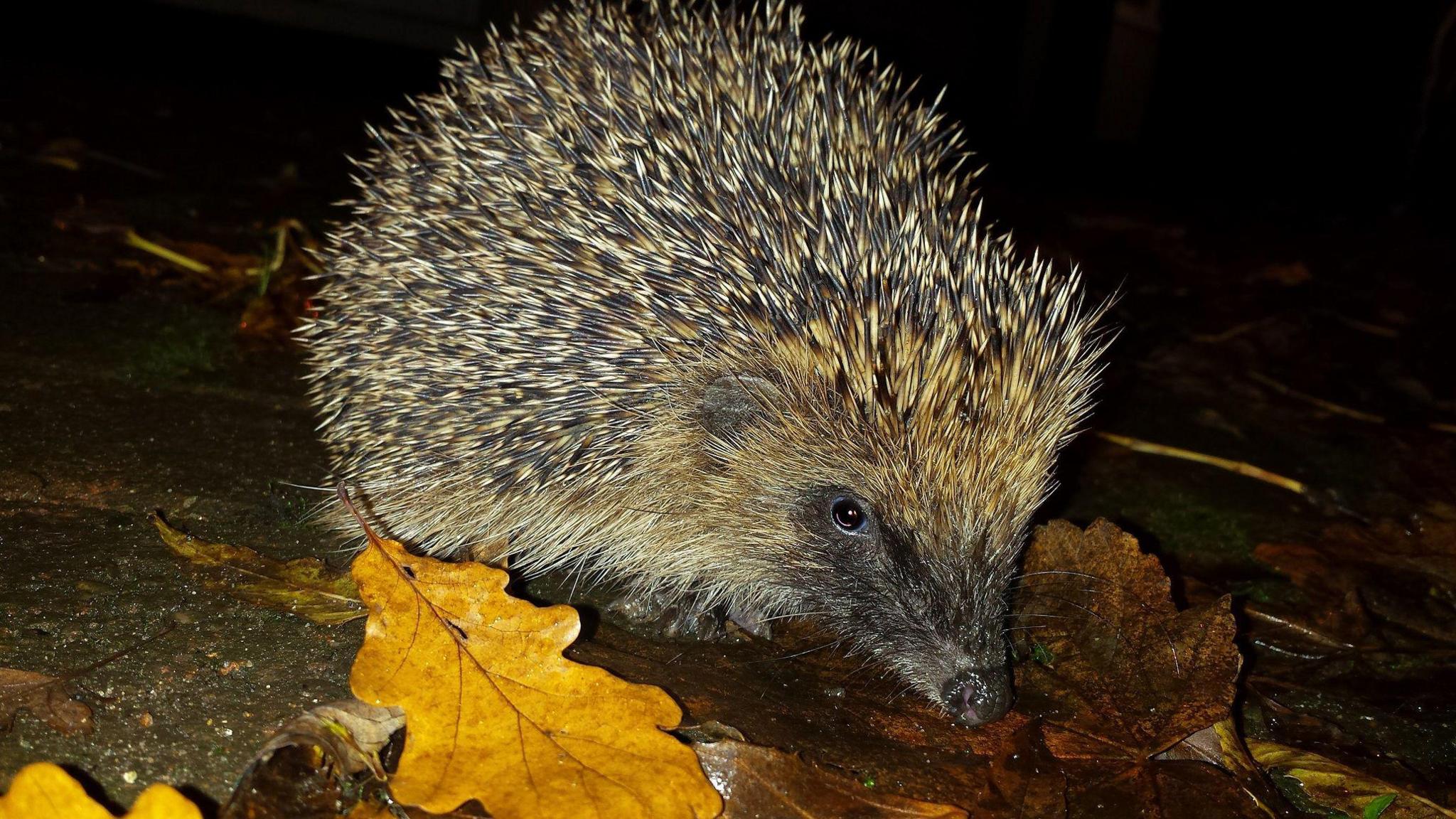 A hedgehog on a road in the dark with oak leaves lying around it. The hedgehog has a dark brown furry face with black eyes and a black nose. Its spines are pale brown at the base and dark brown at the tips.