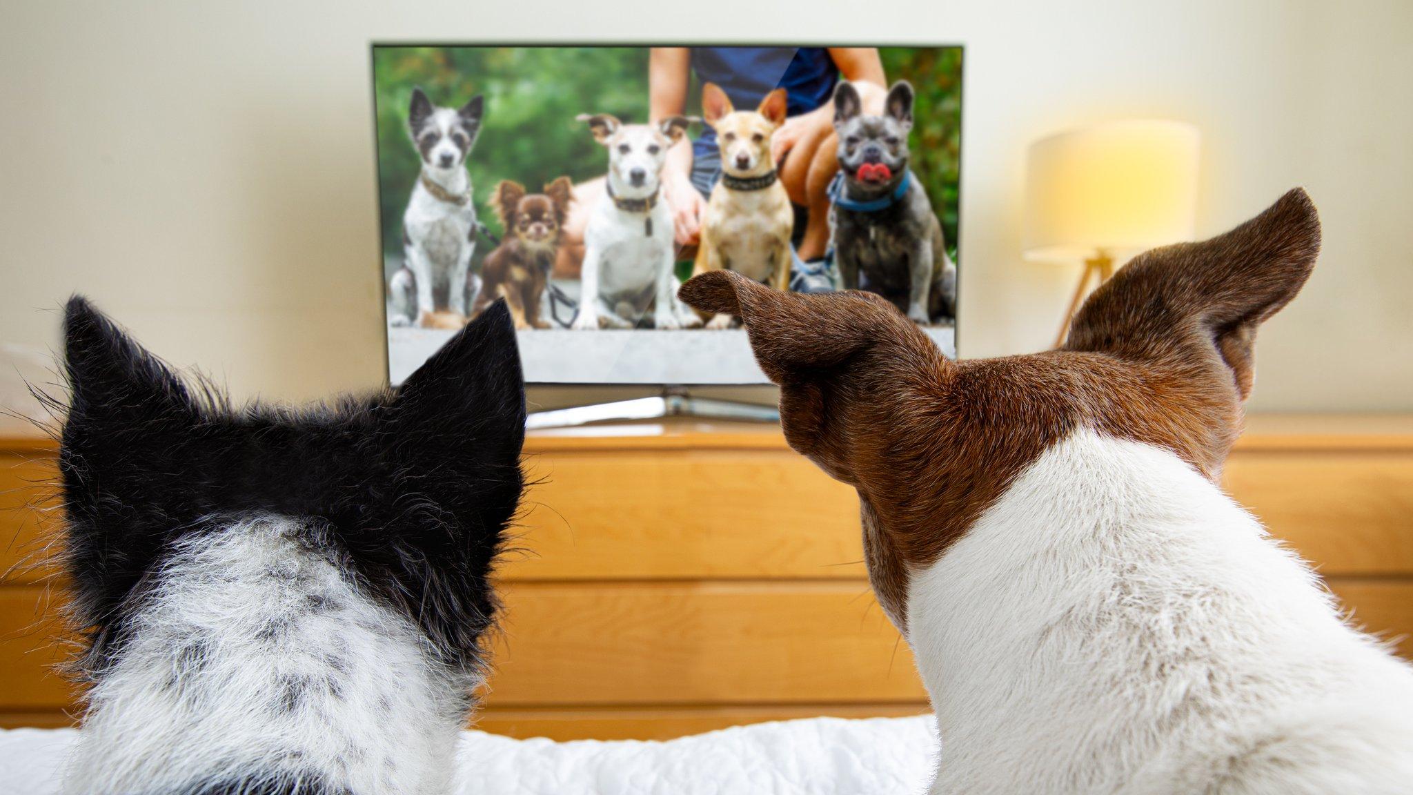 Dogs watching tv