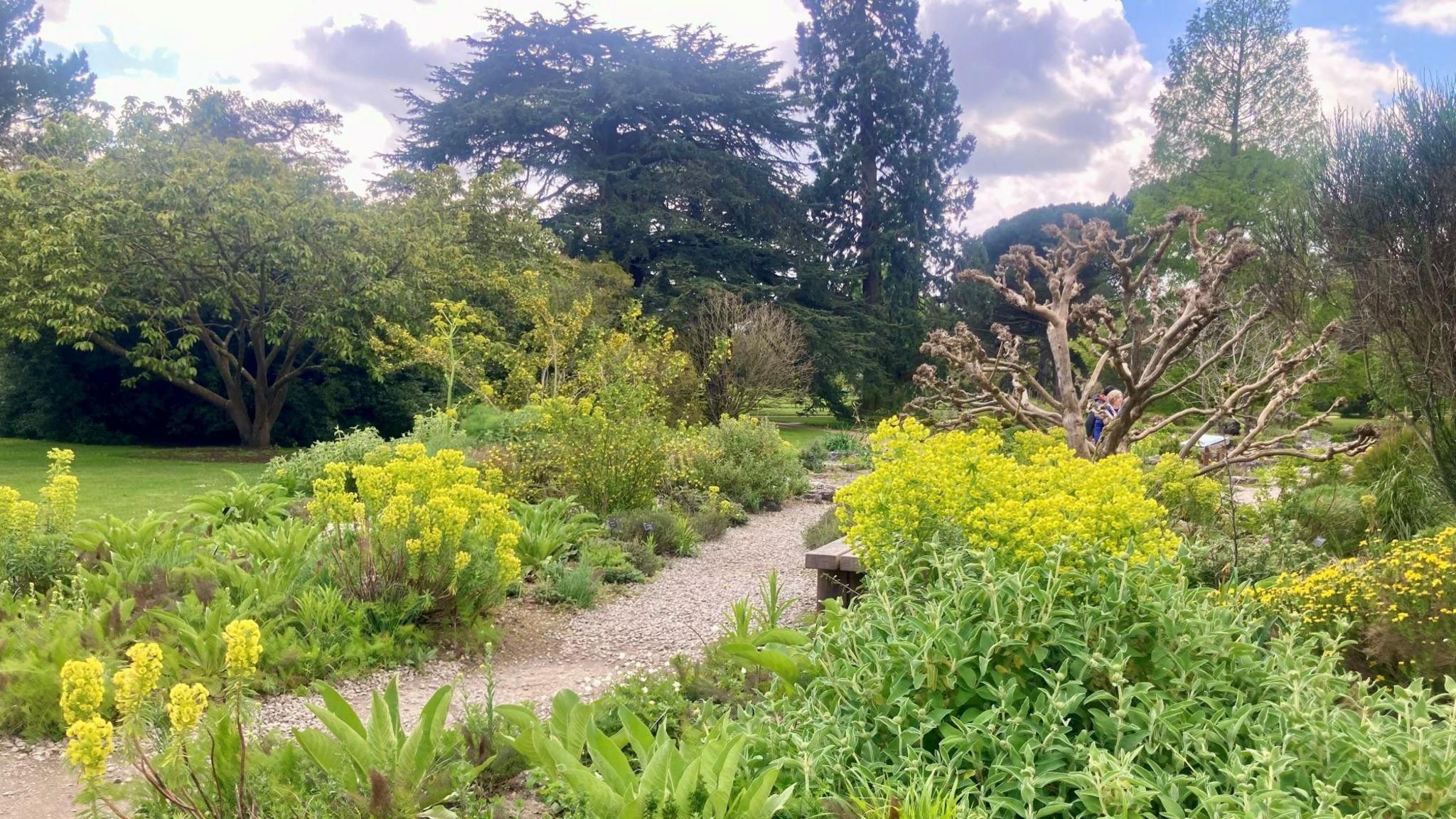 Plants and trees at Cambridge University's Botanic Garden