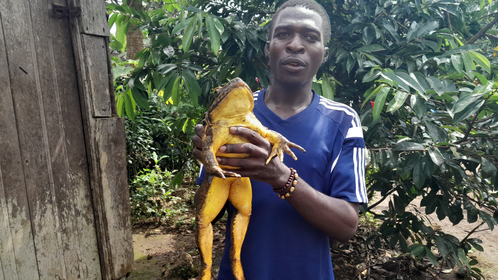 Cedrick Fogwan holding a goliath frog