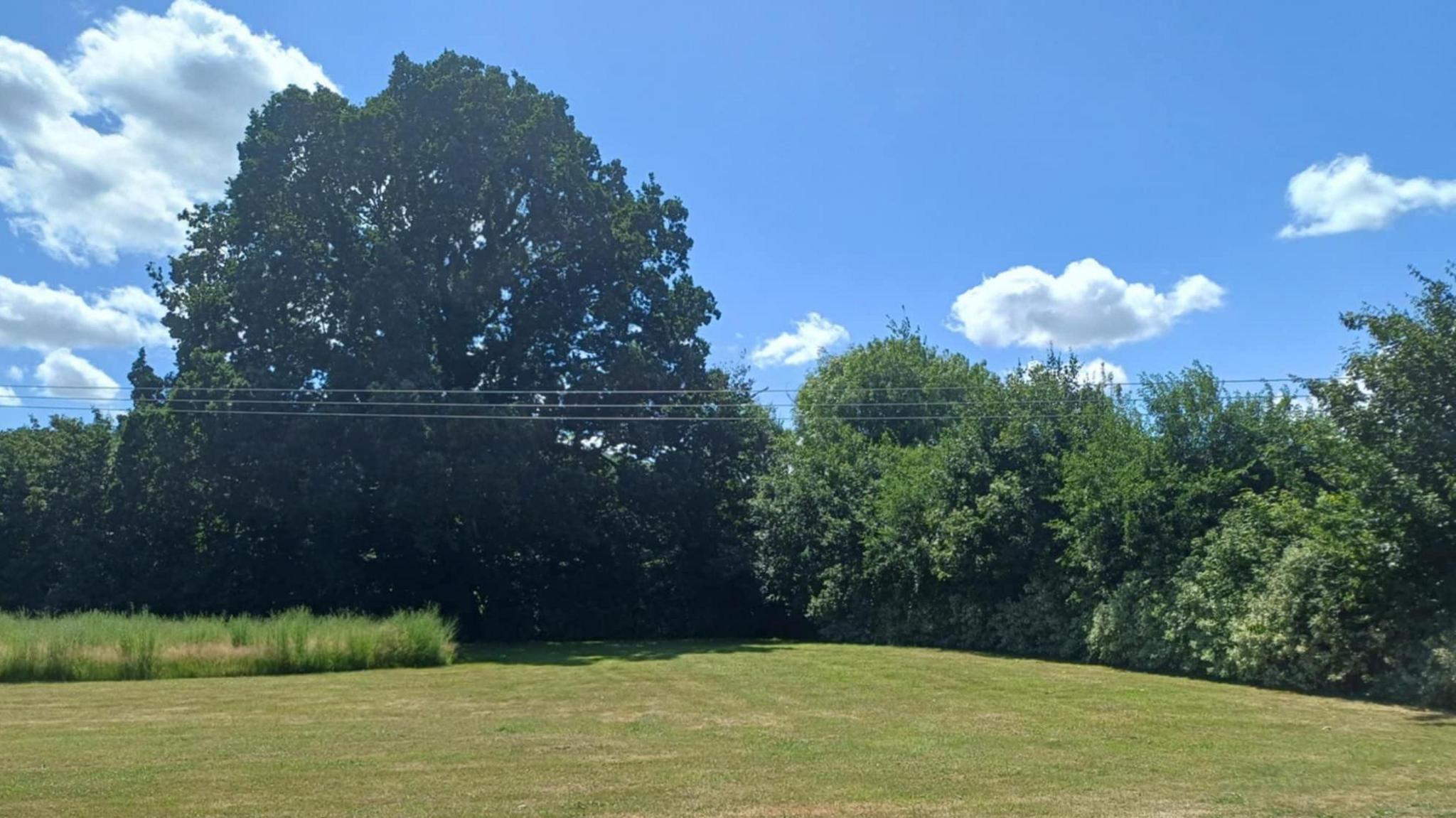 A row of bushes and hedges on a green field. It is sunny with only a few white clouds.
