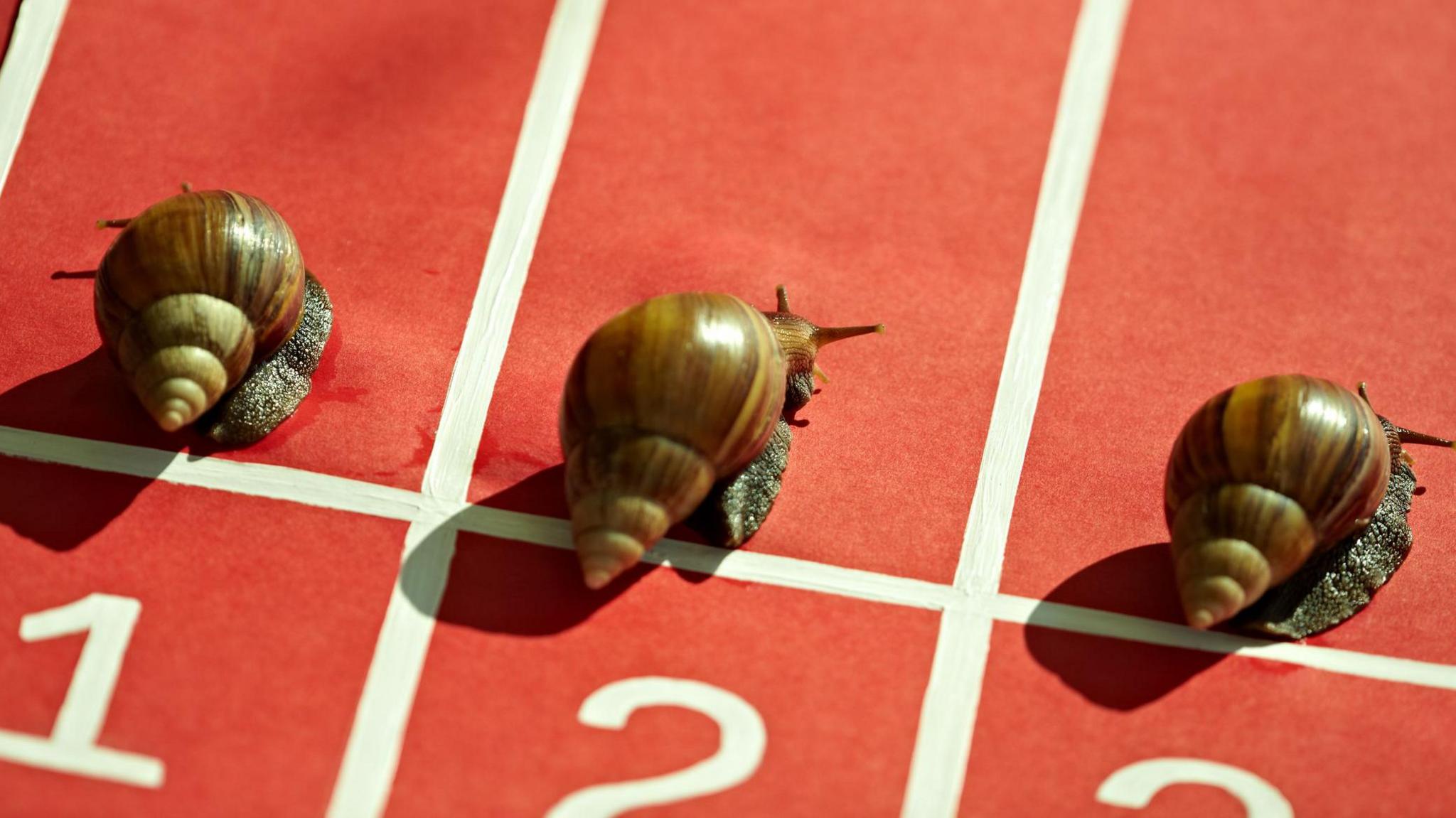 Snails at the starting line of a track