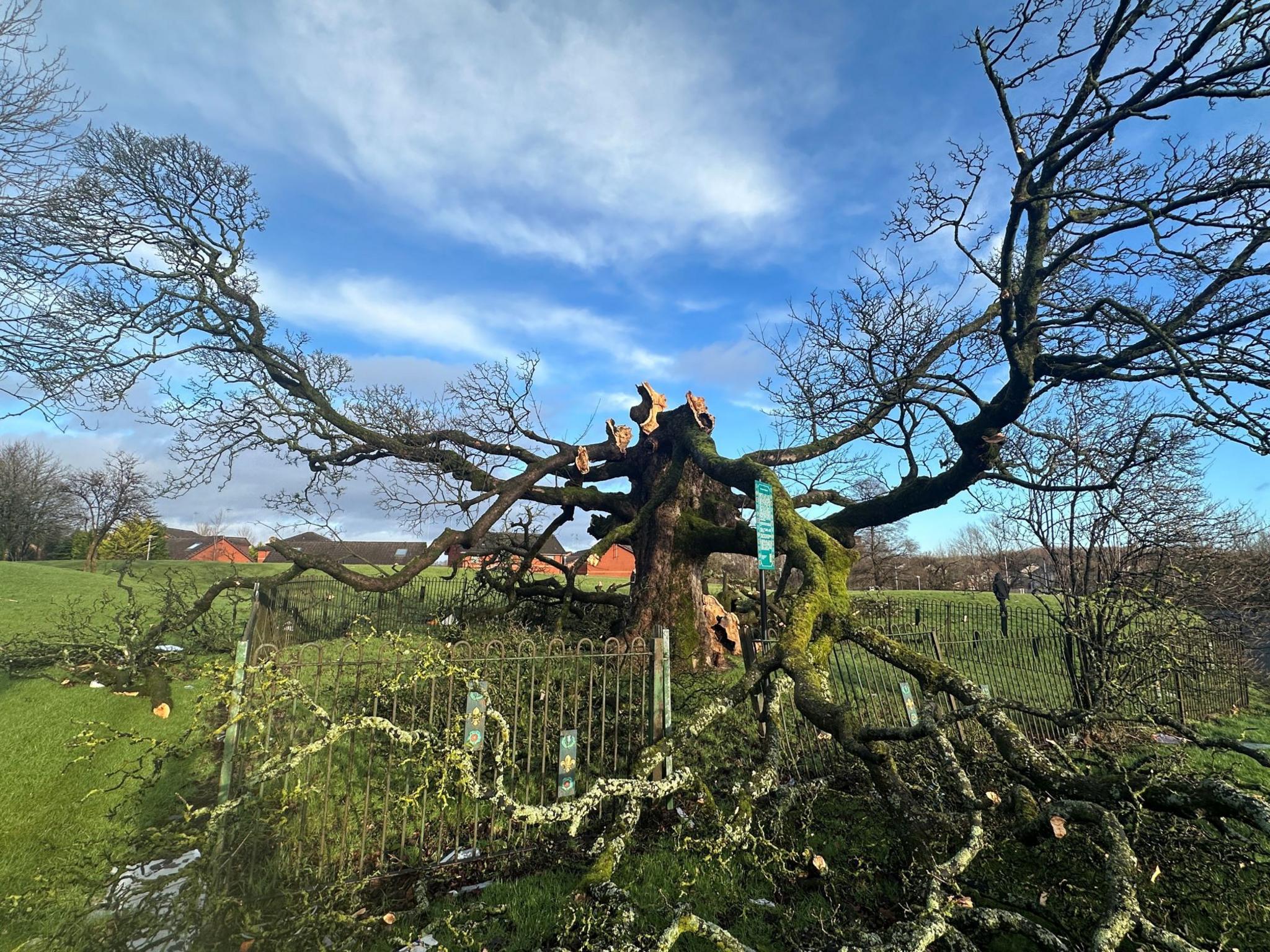 The Darnley Sycamore - a large tree surrounded by a waist-height fence in a public park with the majority of branches snapped from the trunk of the tree, lying on the ground, some partially attached