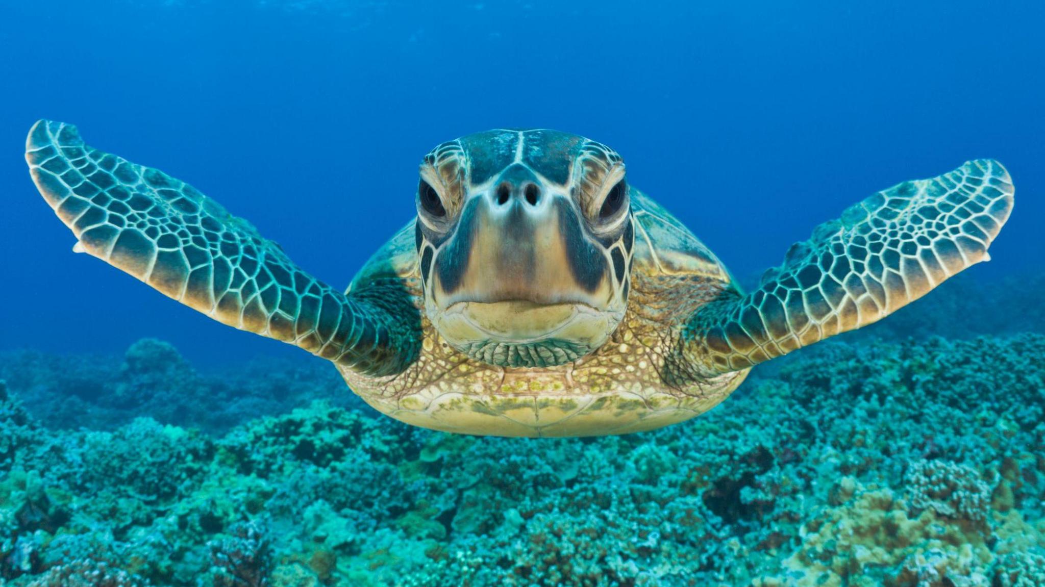 The image shows a sea turtle swimming gracefully underwater, facing the camera with its flippers extended. Beneath the turtle, a coral reef is visible, set against the vibrant blue of the ocean.