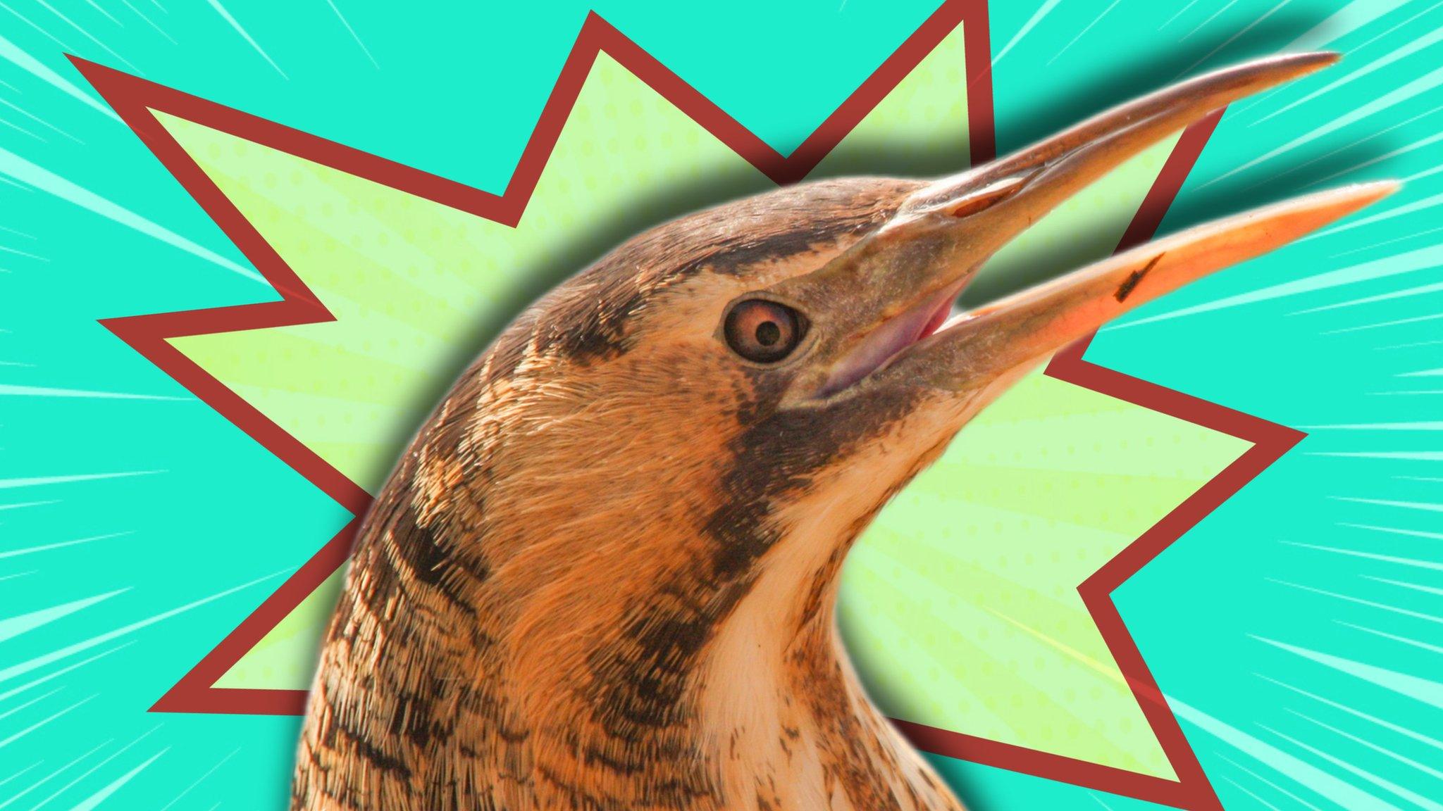 Bittern.