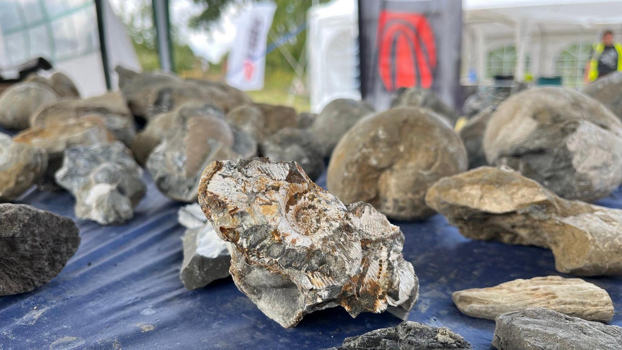 A table of fossil finds, with one covered in ammonites in the foreground