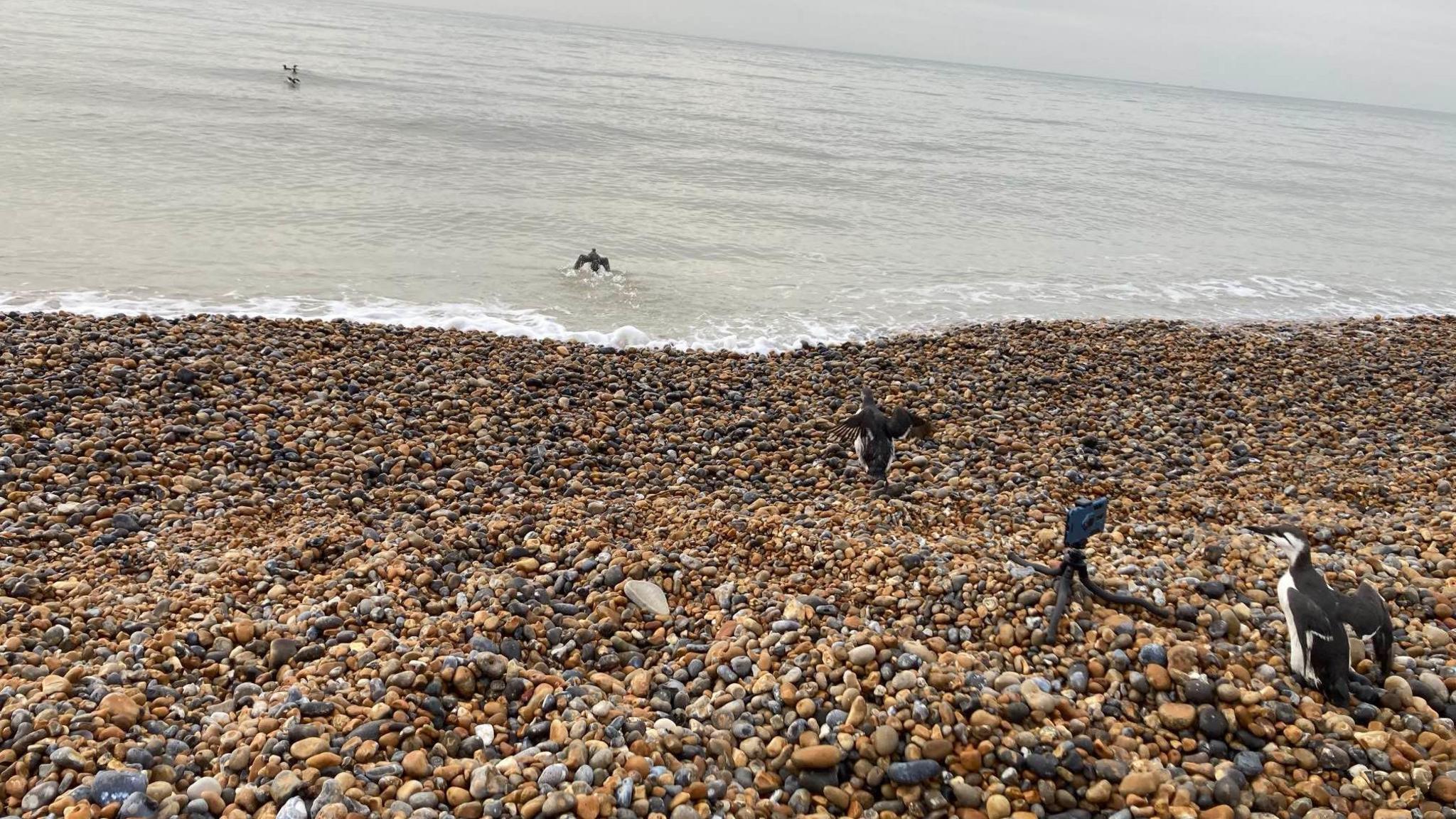 Birds being released on a beach in Sussex