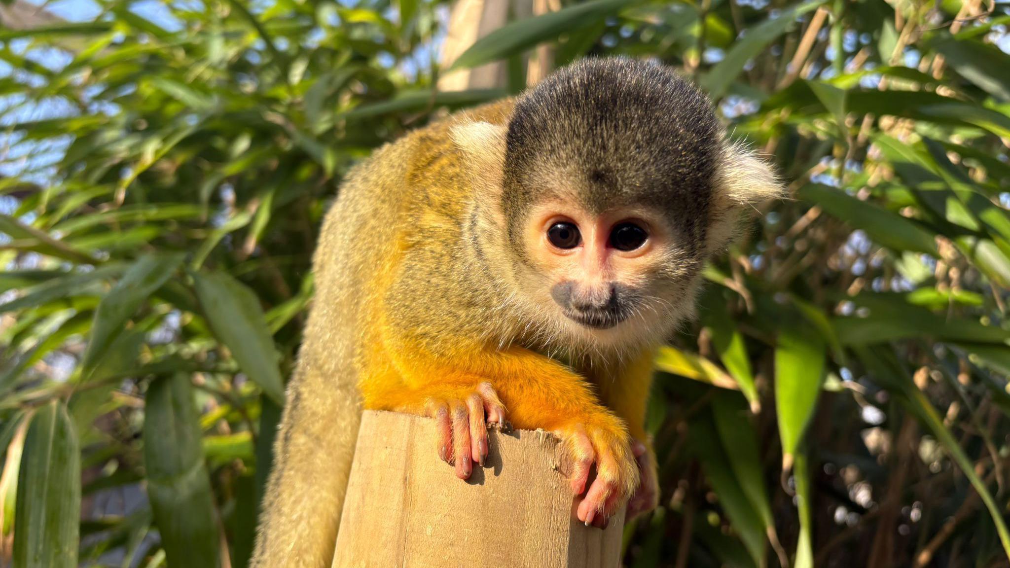 A squirrel monkey, which has a brown head, blonde ears, and yellow-orange fur, sits on a wooden post with green leaves behind it. Its paws are holding the end of the post.