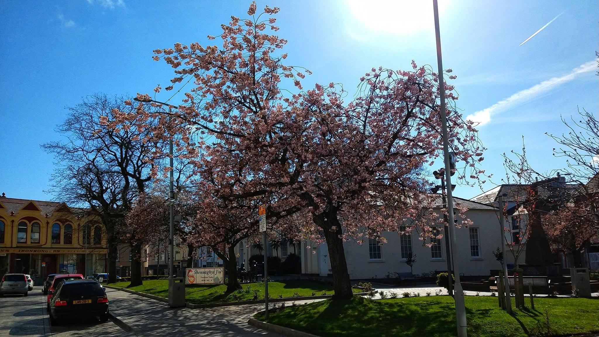 Cherry tree in bloom in 2019