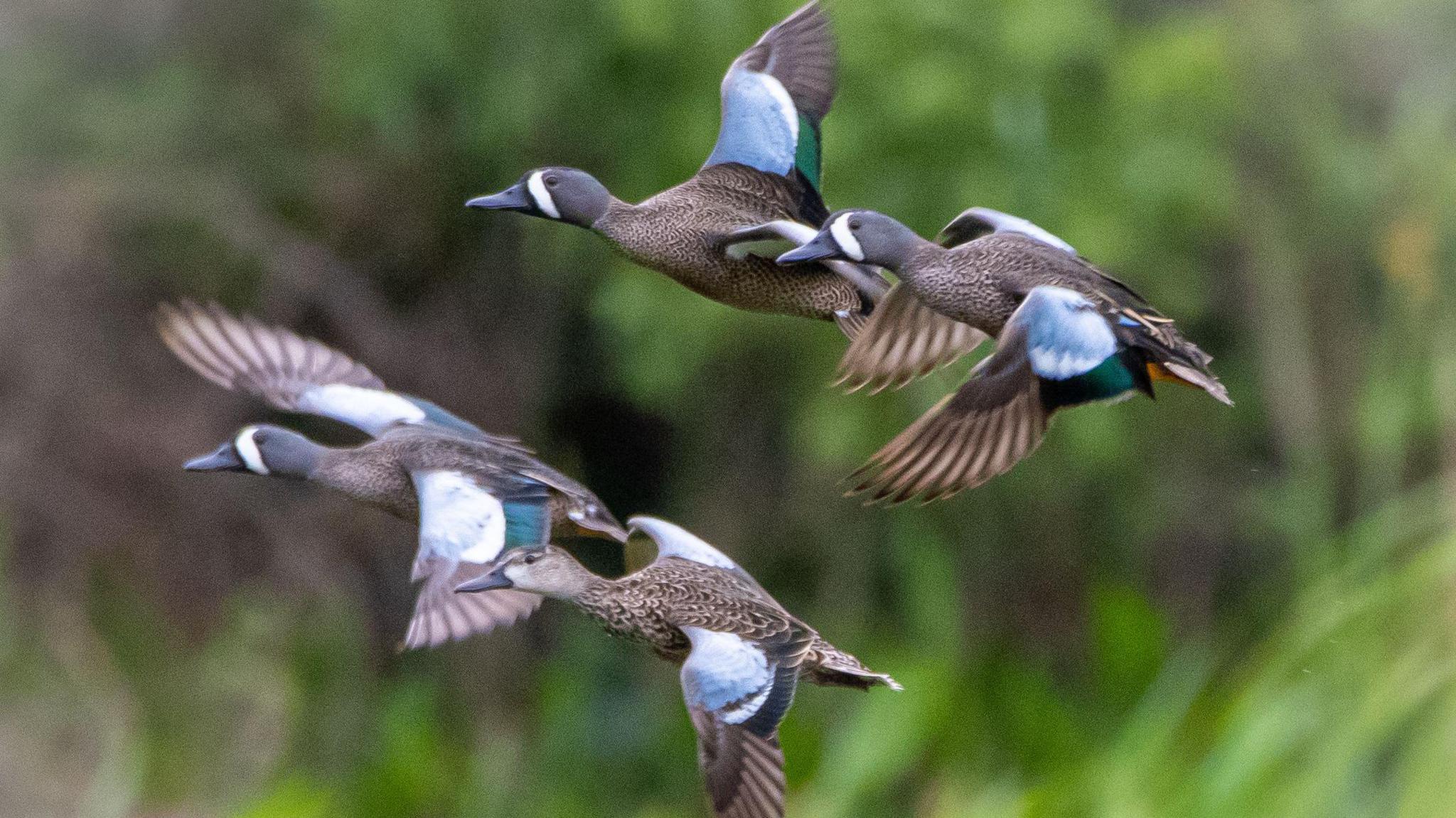 A flock of blue-winged teal in flight at the Orland Wetlands in Florida