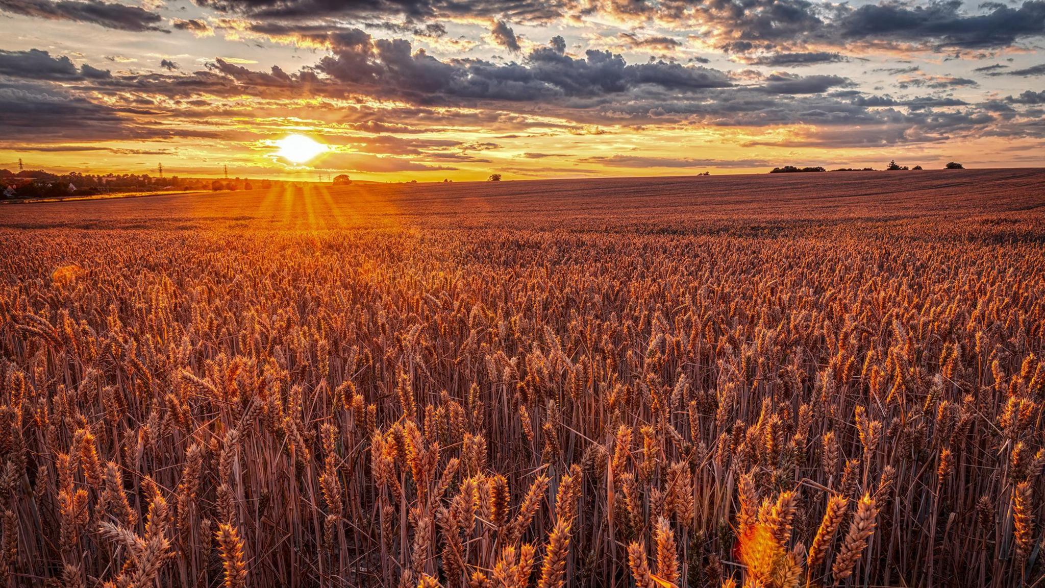 A field of red/brown wheat captured in high detail fills the bottom two thirds of the picture, and are illuminated by a sunset in the top left hand corner that is sending rays of sunshine streaming down, and also illuminating the clouds above it.