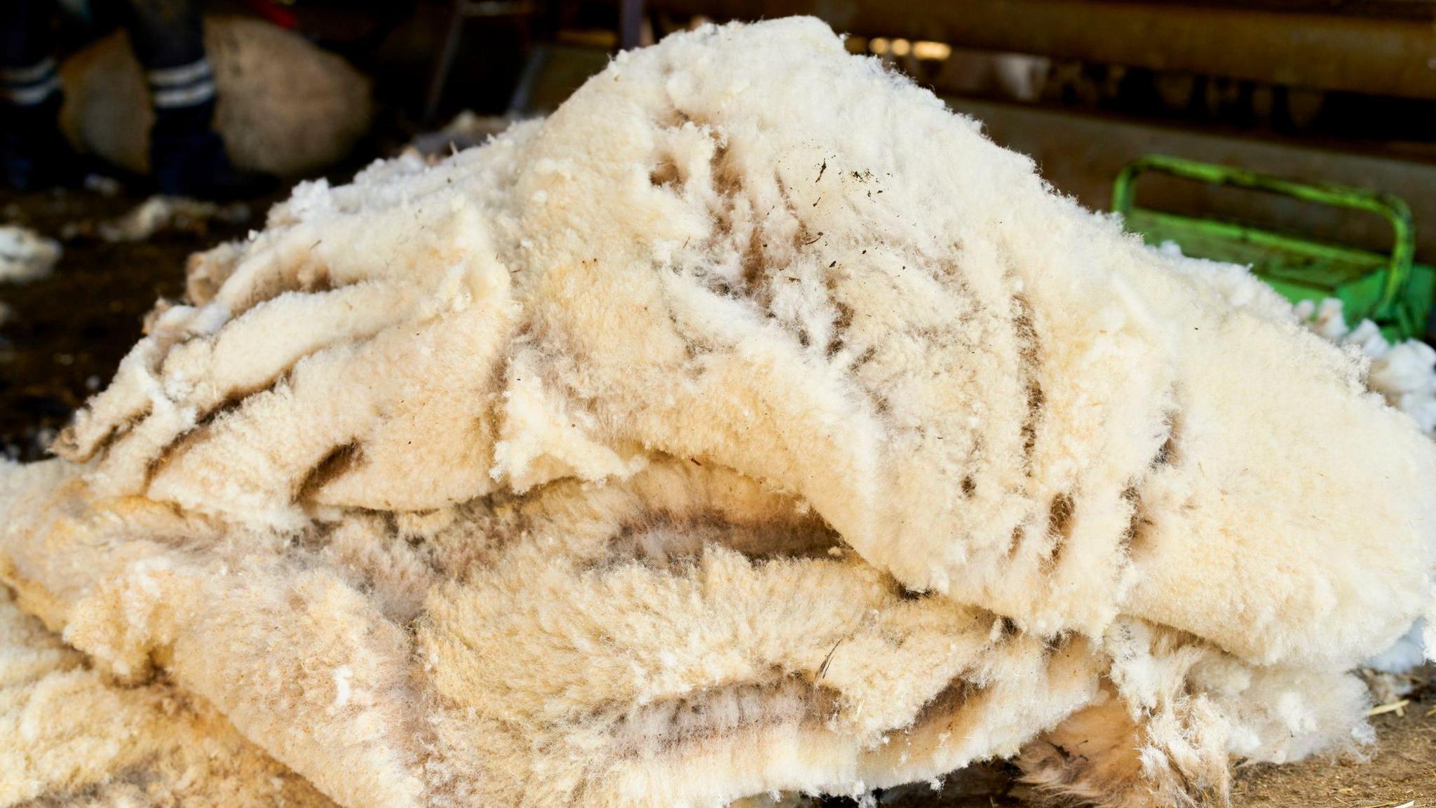 Freshly sheared sheep wool waiting to be processed