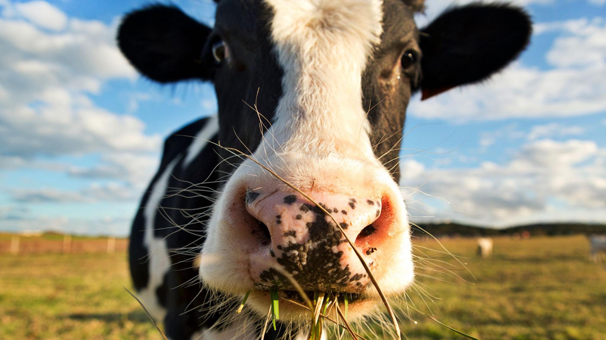 A dairy cow chewing grass in a field