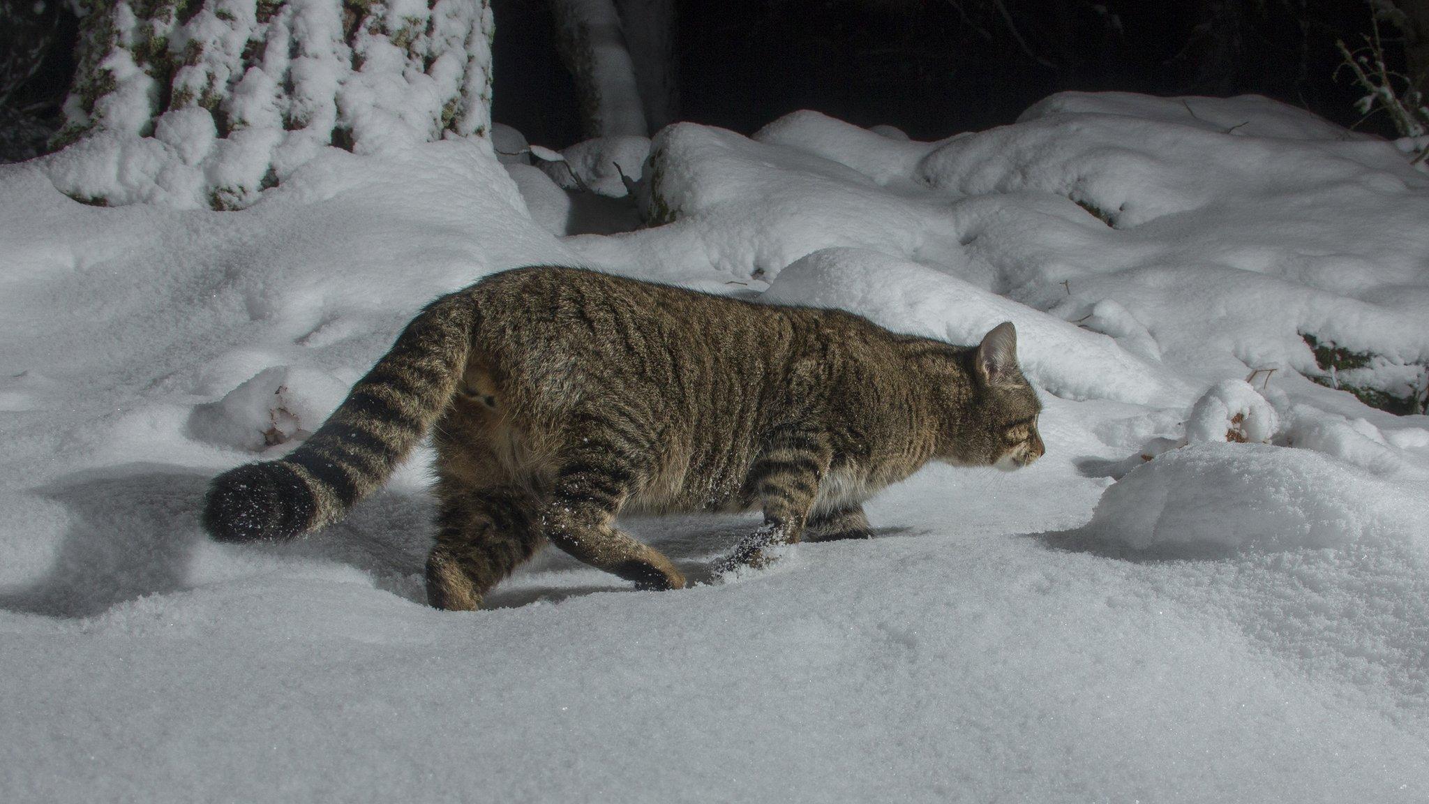 Wildcat photographed on camera trap in Cairngorms