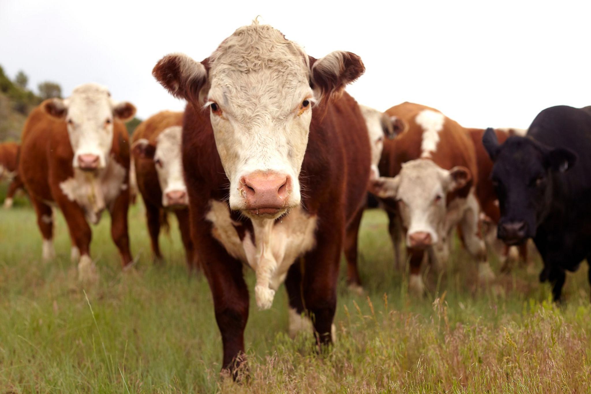 Brown-and-white-coloured beef cattle in a field