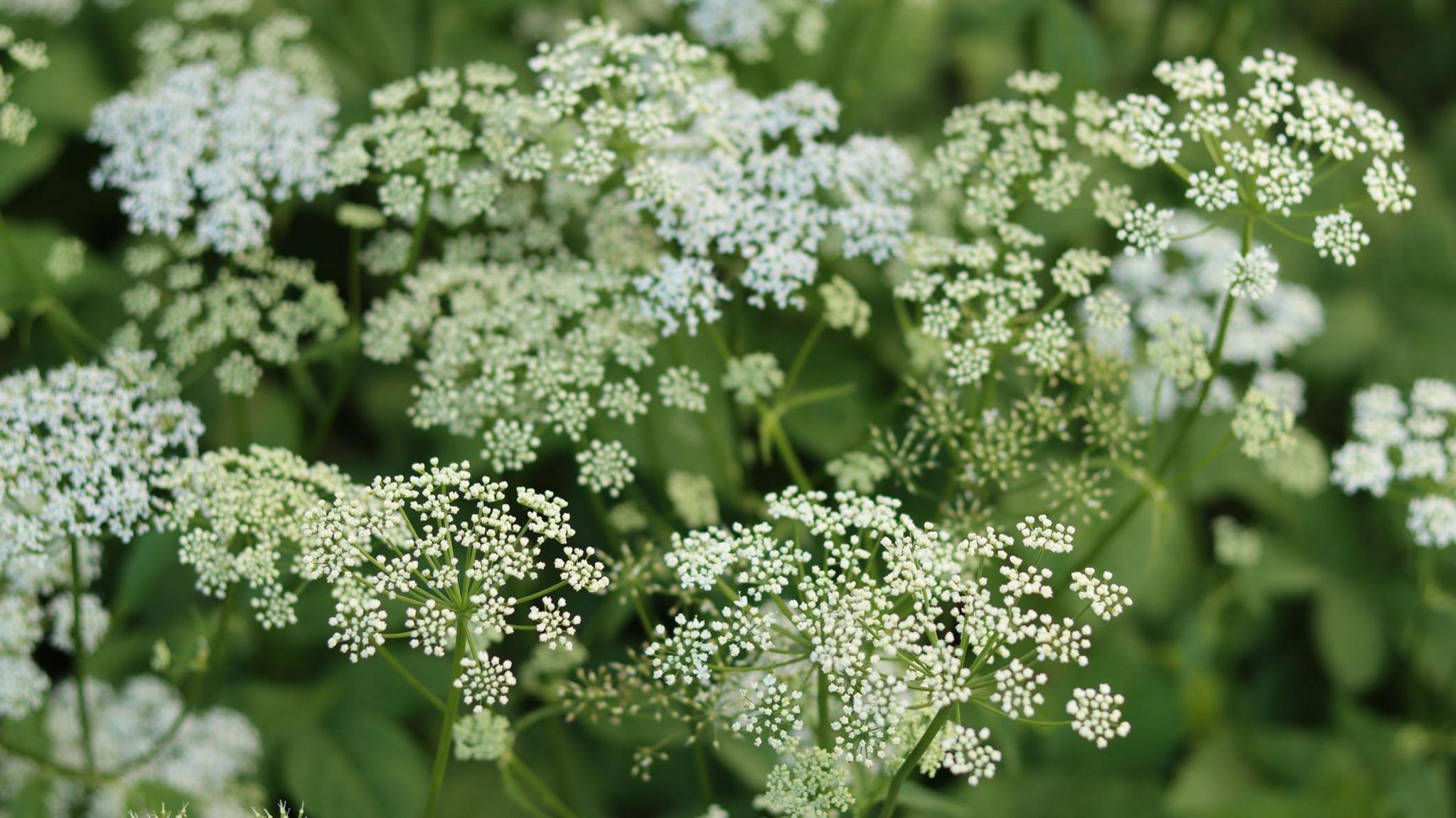 Close up image of a cluster of water hemlock. I has a white flower in bunches of a 20 buds atop green stems.