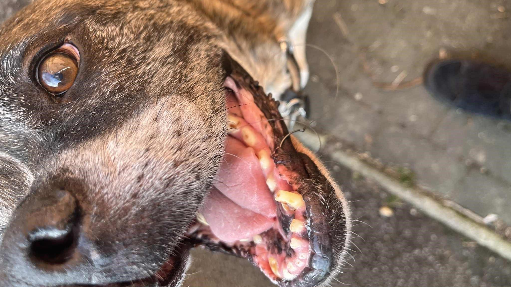 A closeup photo of the face of a black and grey dog. A fishing hook can be seen pierced through the side of its mouth. There is blurred pavement in the background.