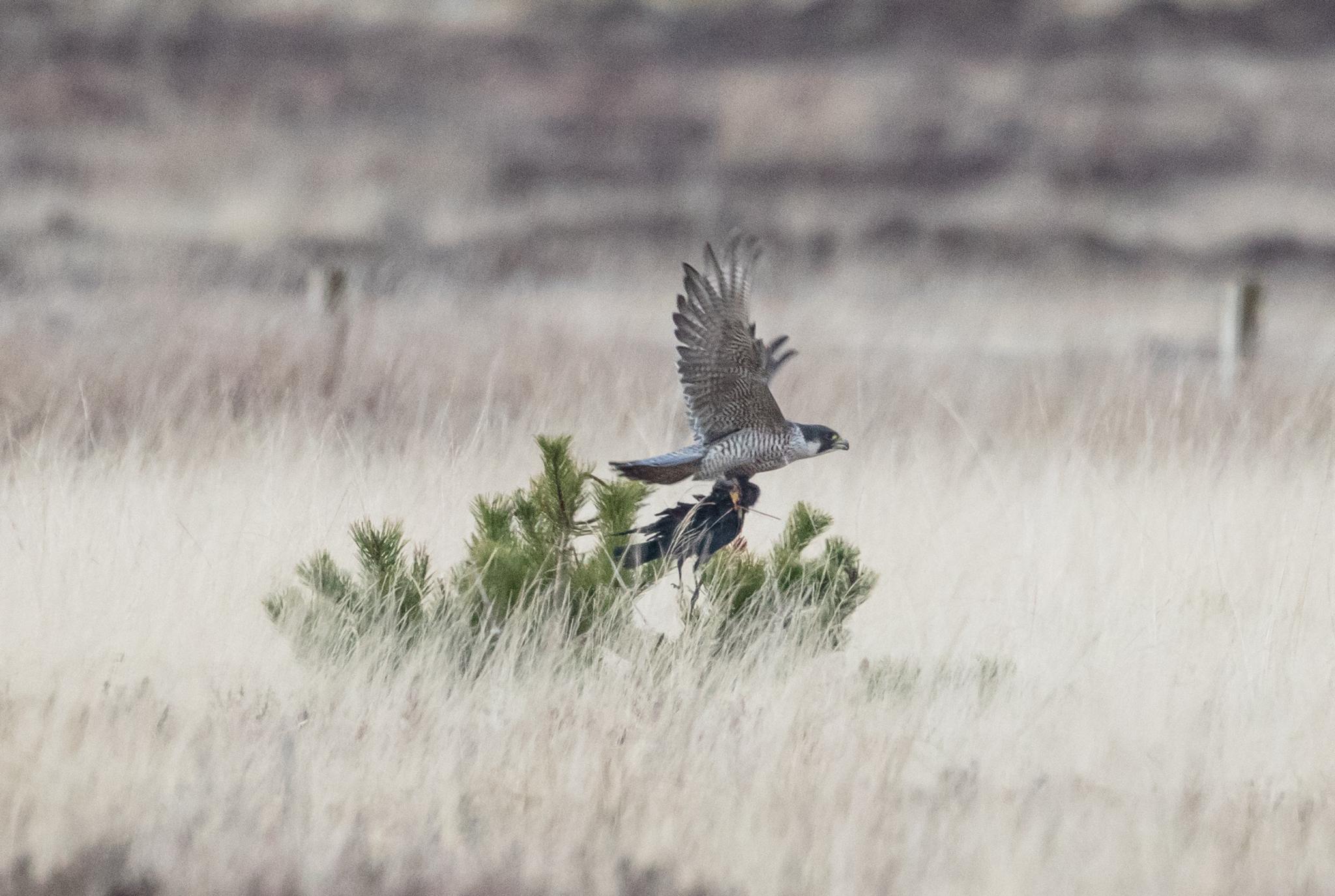 Peregrine with crow