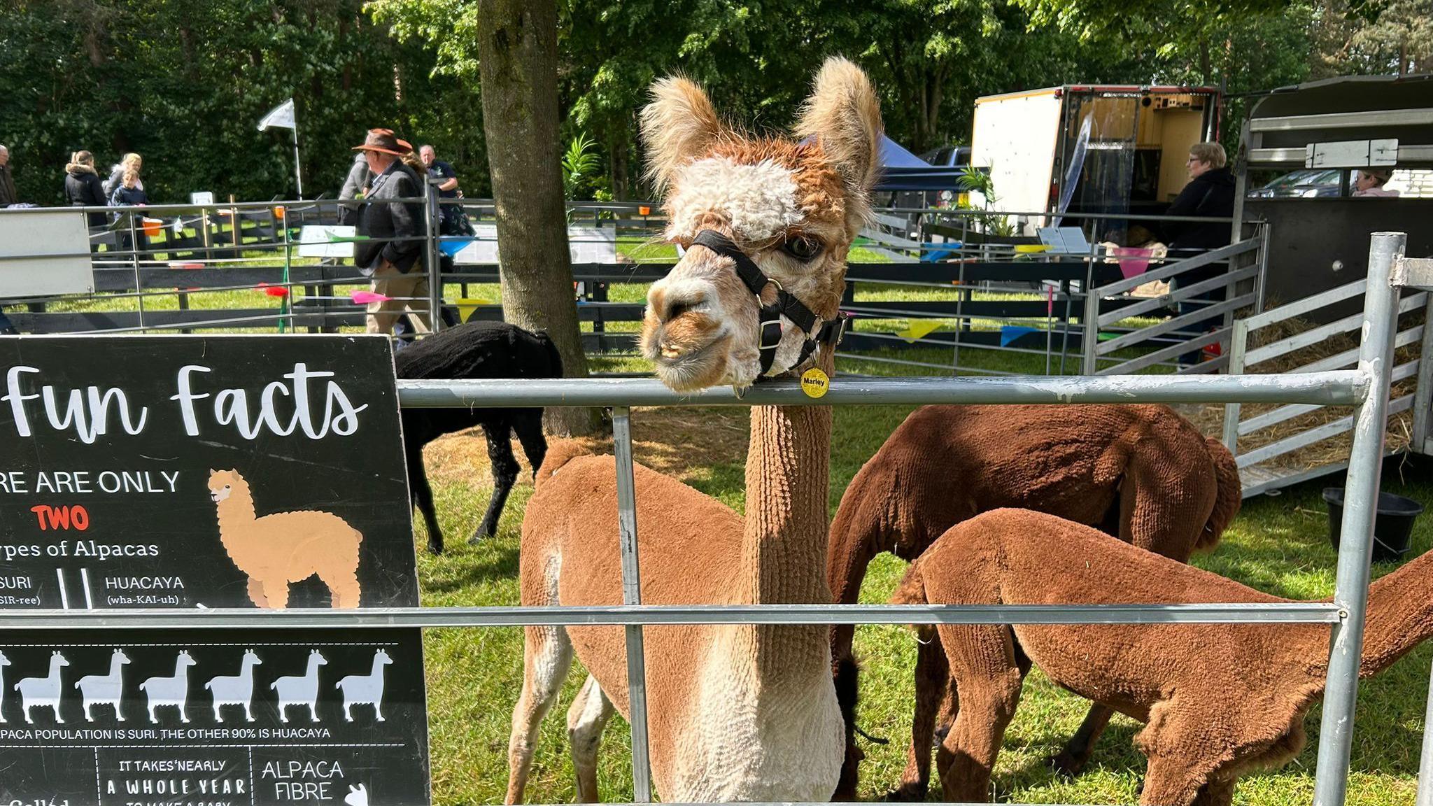 A light brown alpaca looks over the top of a metal gate, while others are standing behind it. In the background there are people and trailers.