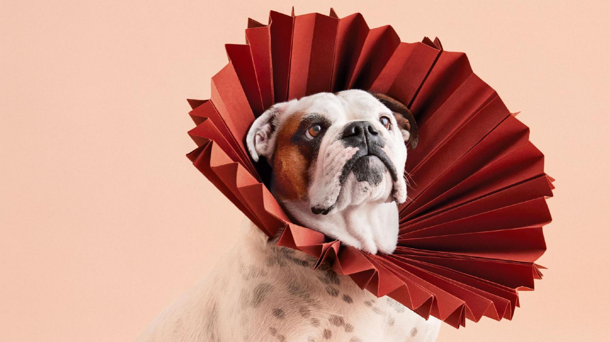 Front cover of the Cone of Shame book with English bulldog with a red folded cone