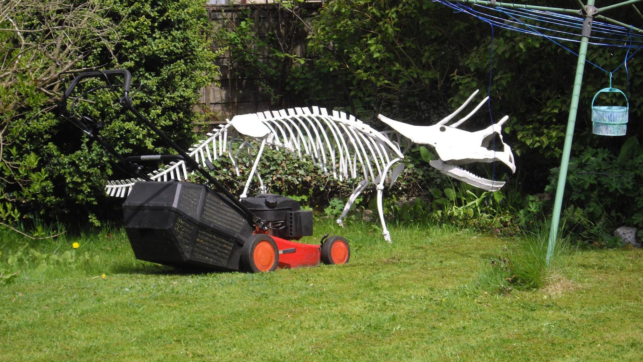 A model triceratops in a garden which is 10ft long and 2ft wide