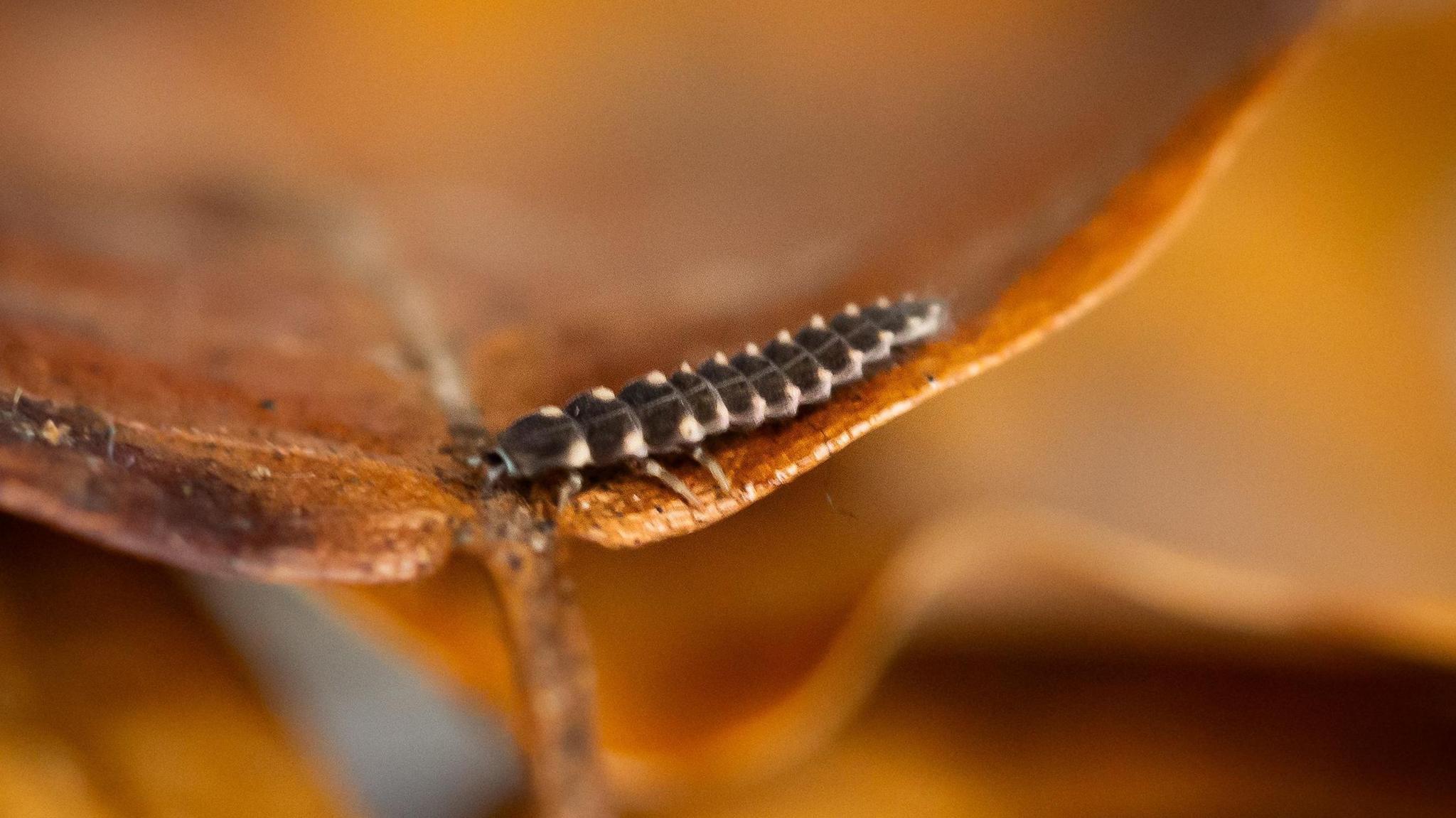 Glow-worm on a leaf.