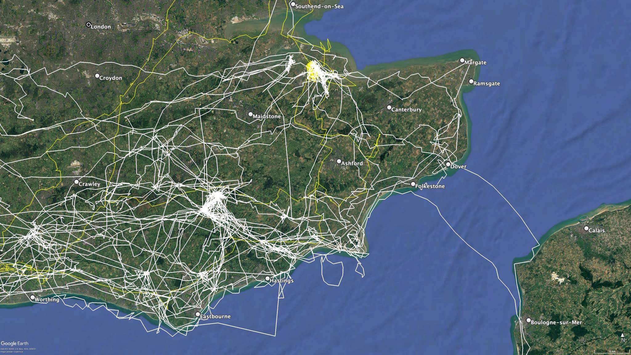 A map of the southeast of England showcases the journeys of two white-tailed eagles. Eagle G603, marked in yellow, has flown across most of the home counties with a prominent presence in Kent. Eagle G542, marked in white, has spent time at Elmley and has flown across the English Channel to the northern coast of France, flying close to Boulogne-sur-Mer.