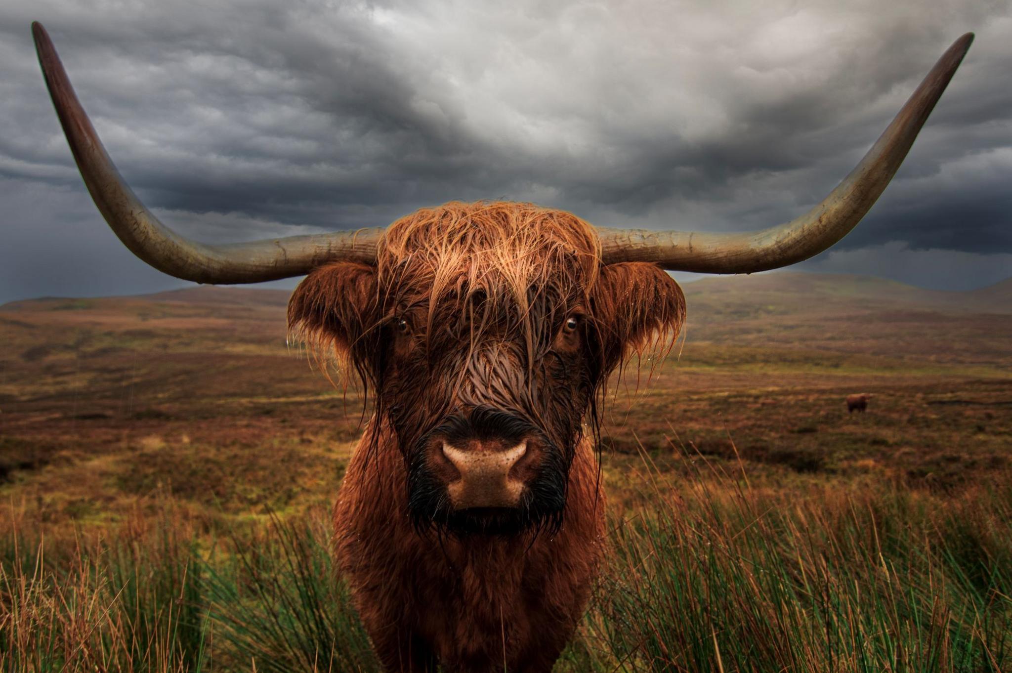 Close up of a highland cow looking into the camera, standing in a grassy field with a grey sky overhead