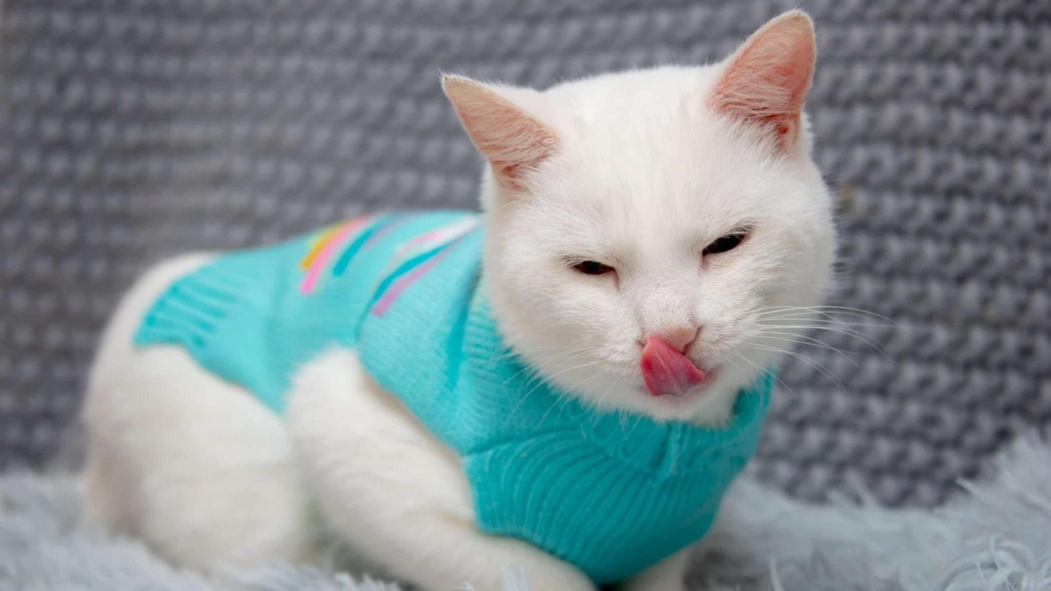 A white cat in a turquoise knitted pullover licking her top lip. The cat is sitting on a grey furry rug.