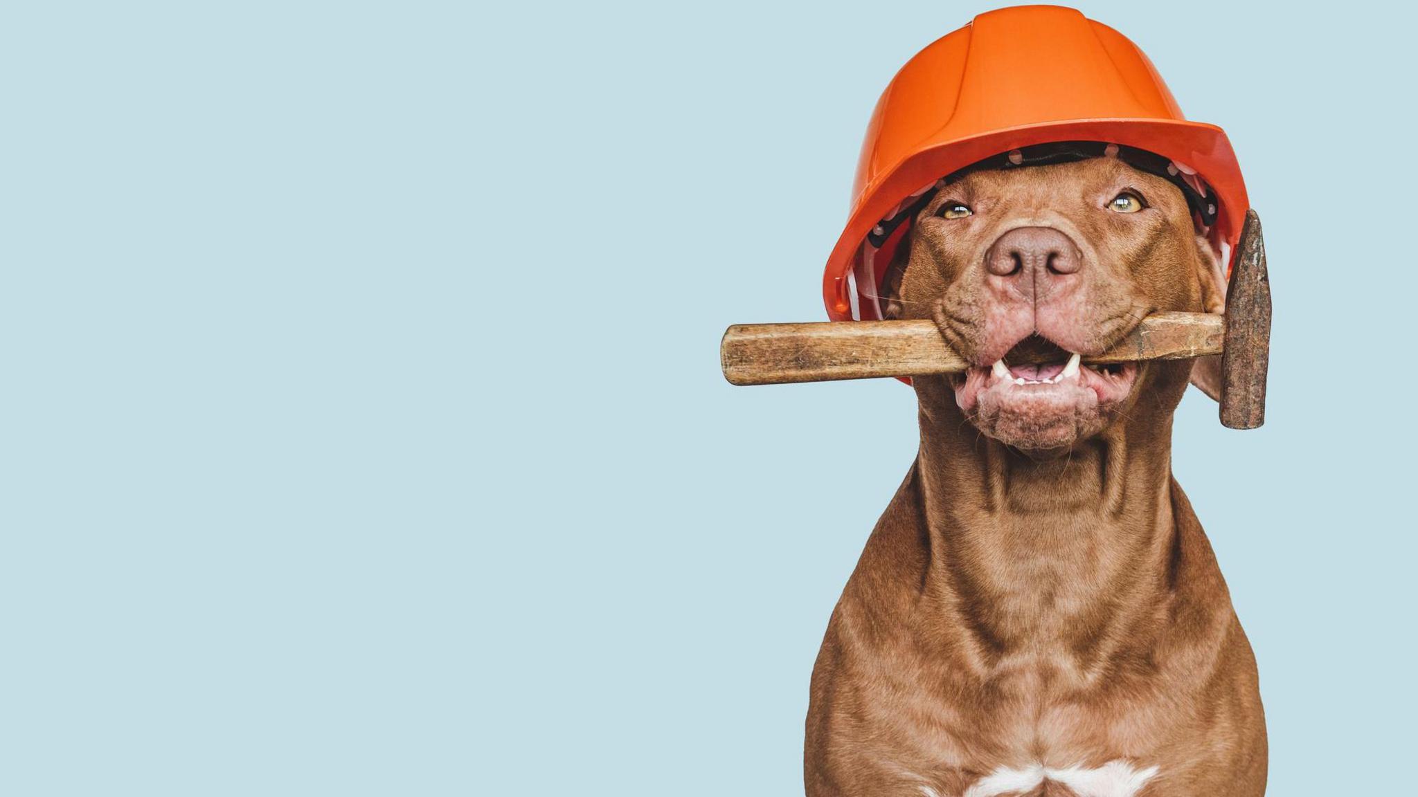 A brown dog grins at the camera wearing a hard hat and holding a hammer in its mouth, against a blue background