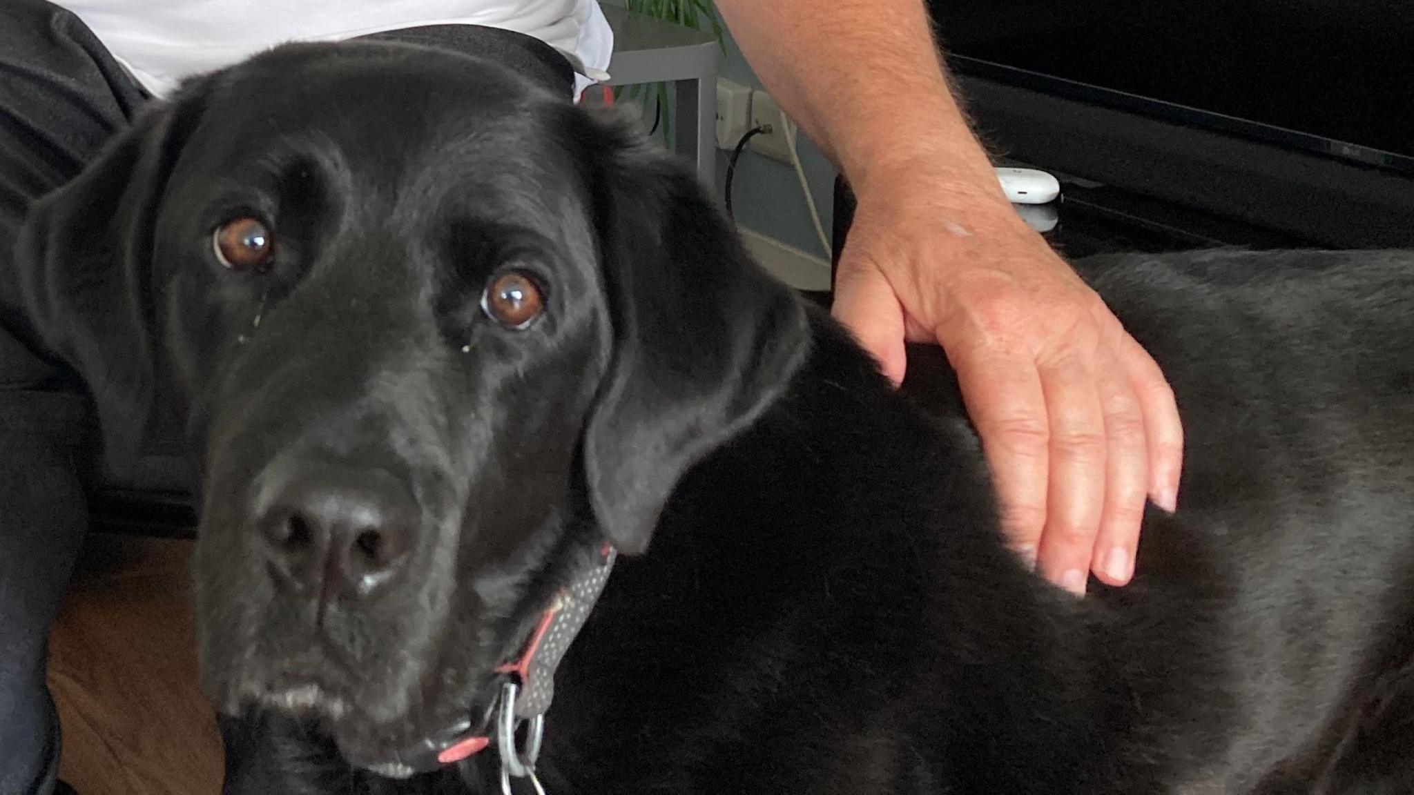 A black lab being stroked by his human