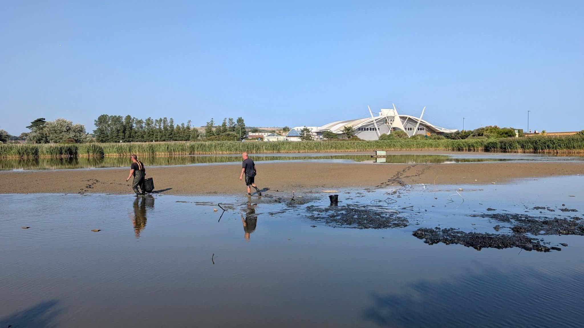 A wide shot of two men walking through shallow water in Canoe Lake. In the distance are trees, a large white building and a patch of sandy shore. The man in front wears waterproof waders and carries a black bucket, while the man behind follows wearing shorts and a t shirt.
