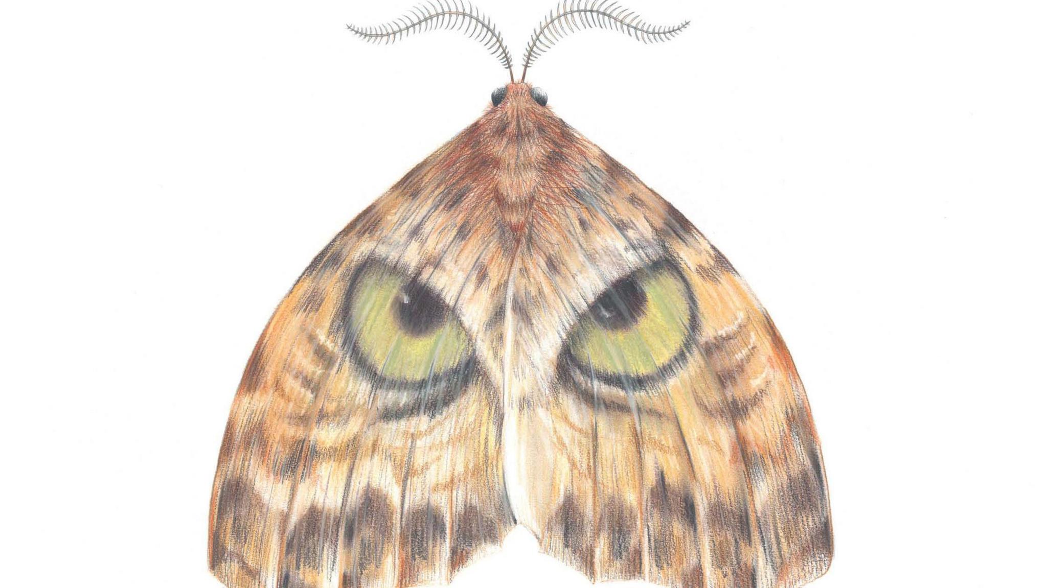 A large drawing of an owl moth, set against a white background, which is brown and has wings which look in part like the eyes of an owl.