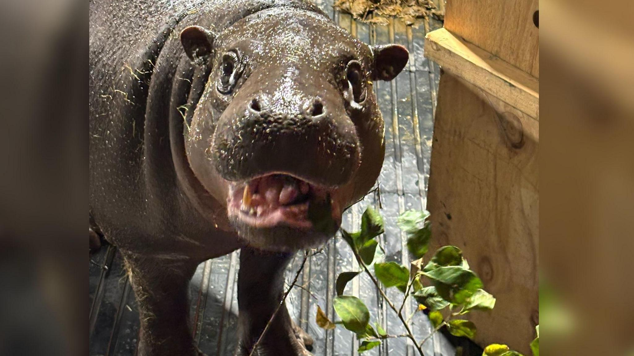 A pygmy hippo standing next to some plants.
