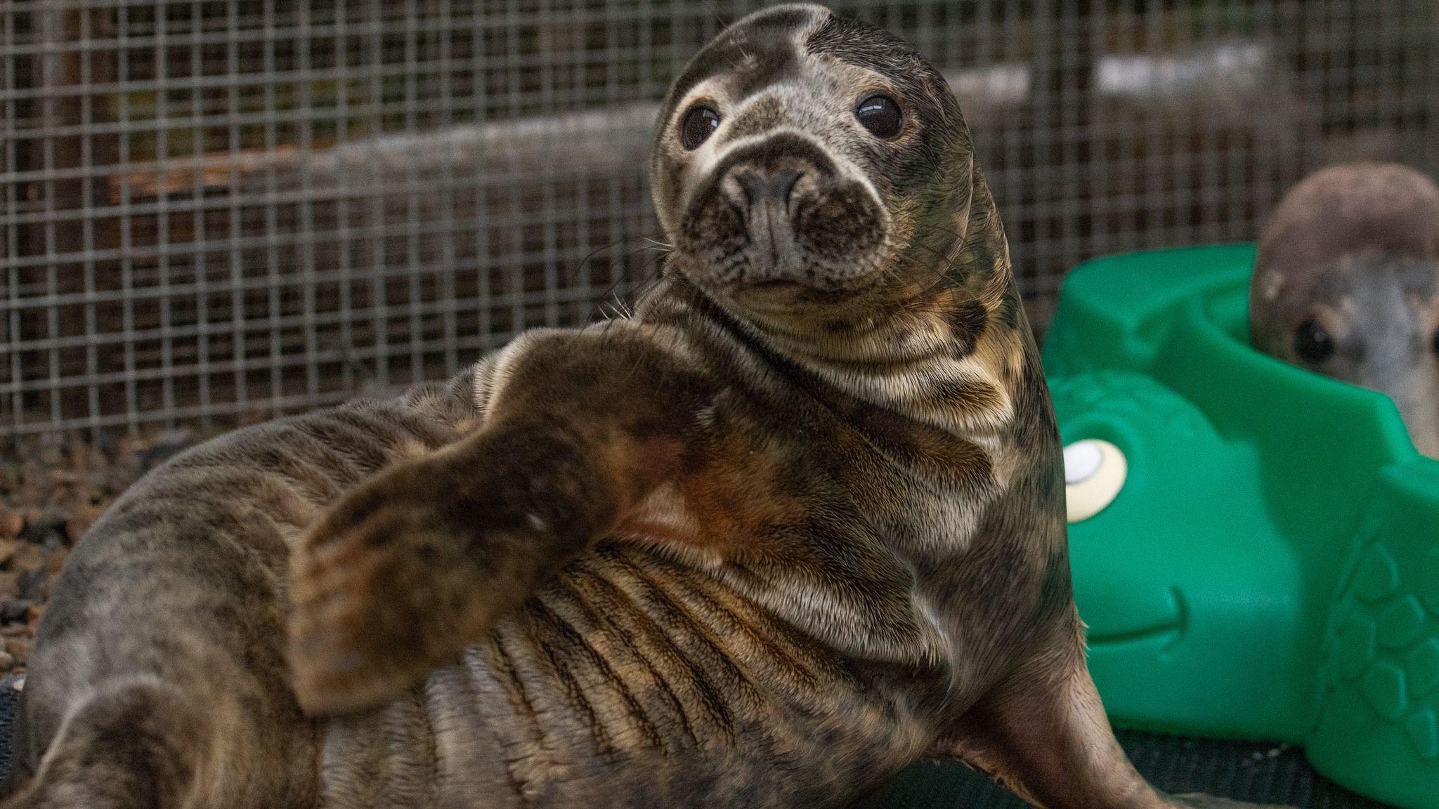 A brown and white seal lying on its side and looking at the camera.