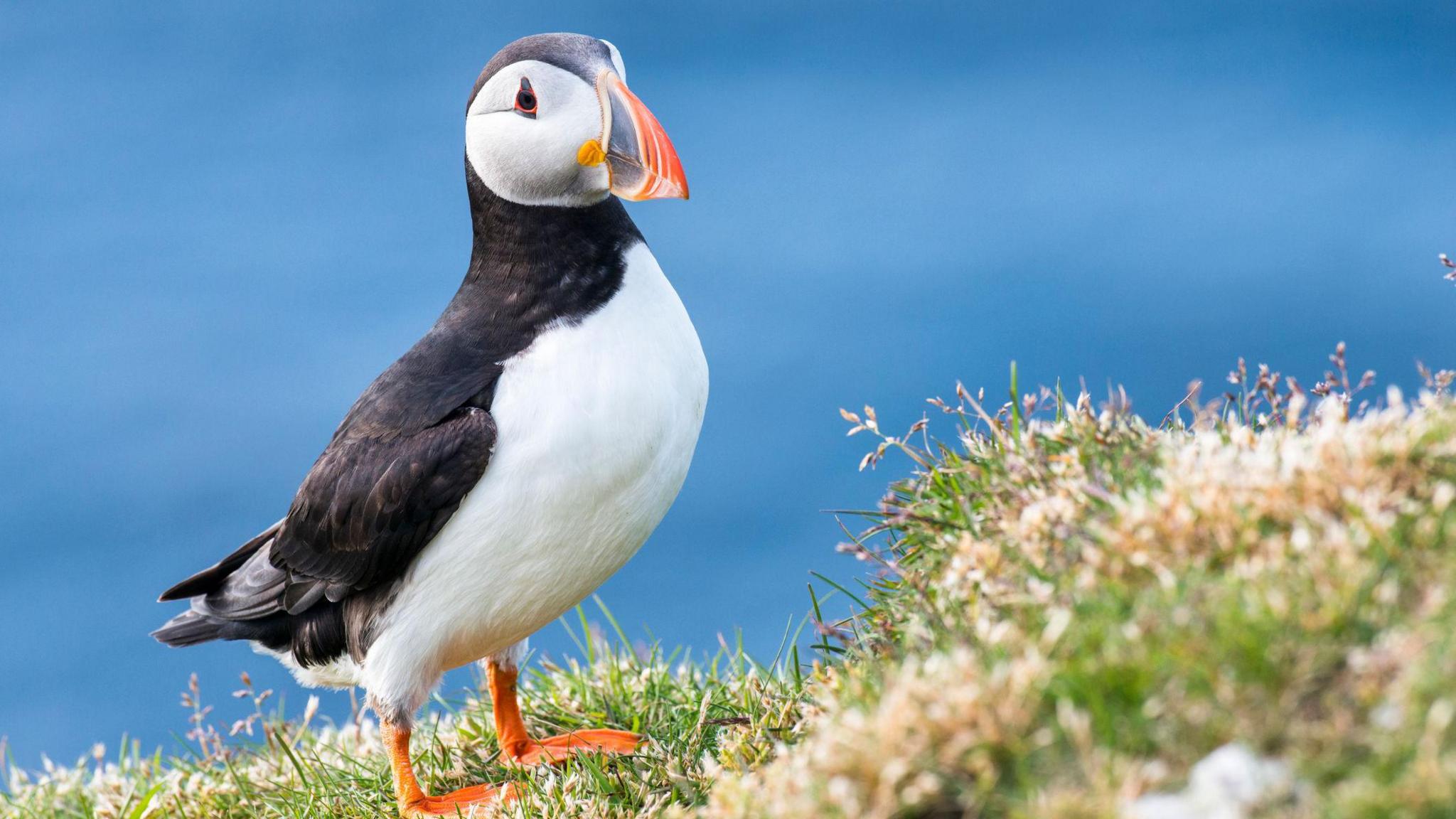 puffin.