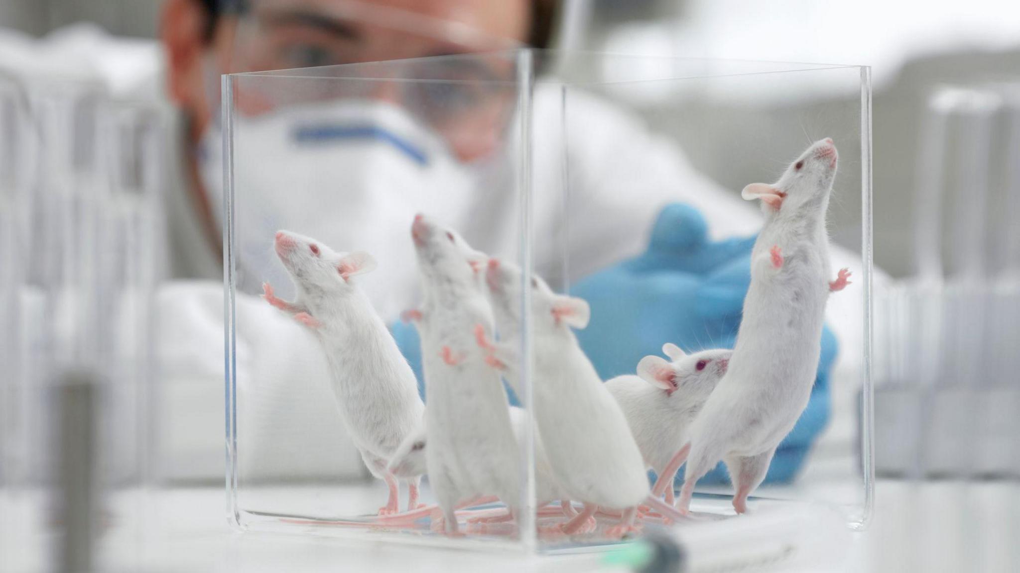 White mice are in a clear box with a scientist in a white lab coat, clear glasses and blue gloves watches them.