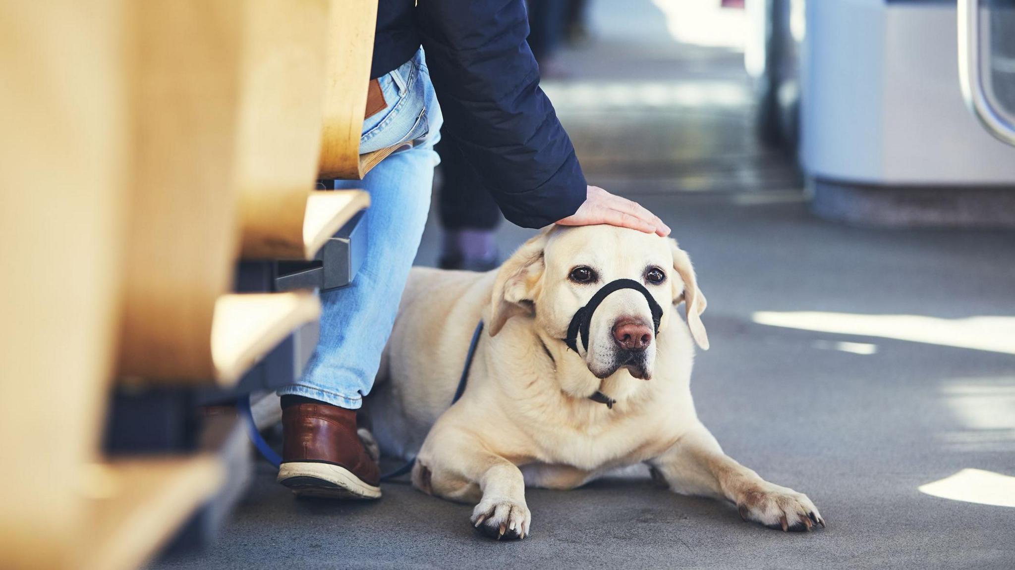 A Labrador Retriever lies calmly on the floor of a public transportation vehicle. The dog is wearing a black head halter and appears relaxed. Next to the dog, a person - whose upper body is not visible - is seated and gently patting the dog's head with one hand. The person is dressed in blue jeans, brown shoes, and a dark jacket.