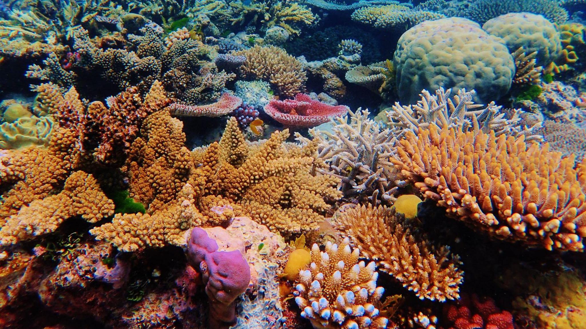 Great barrier reef