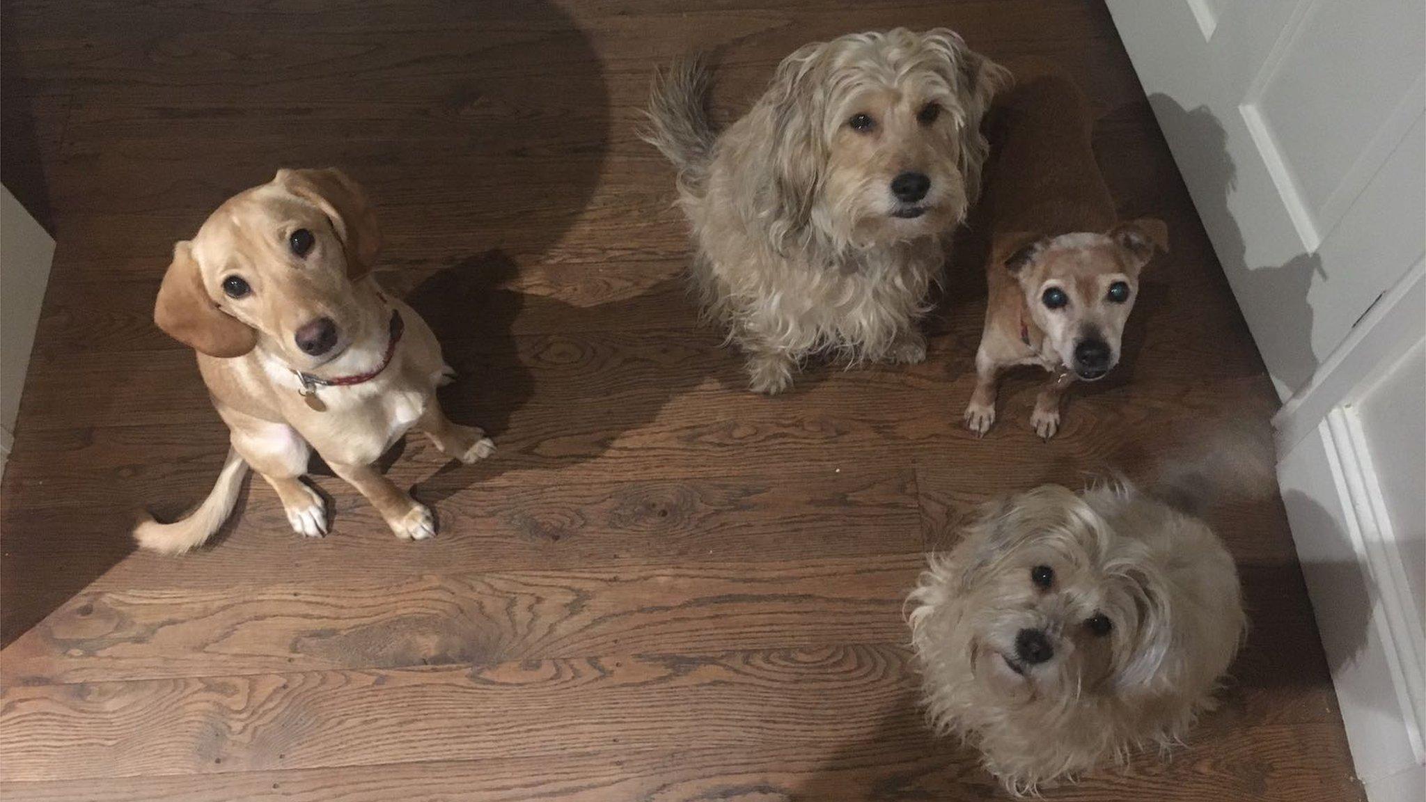 Four dogs looking up at camera