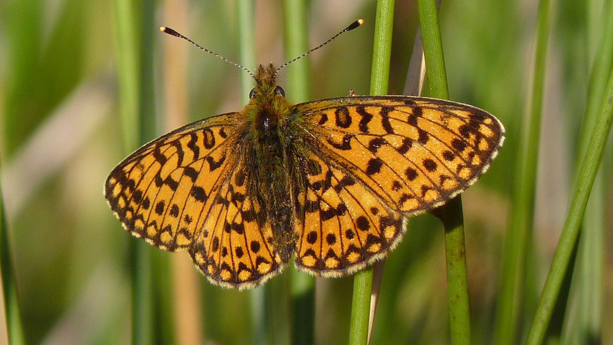 Butterfly on plant