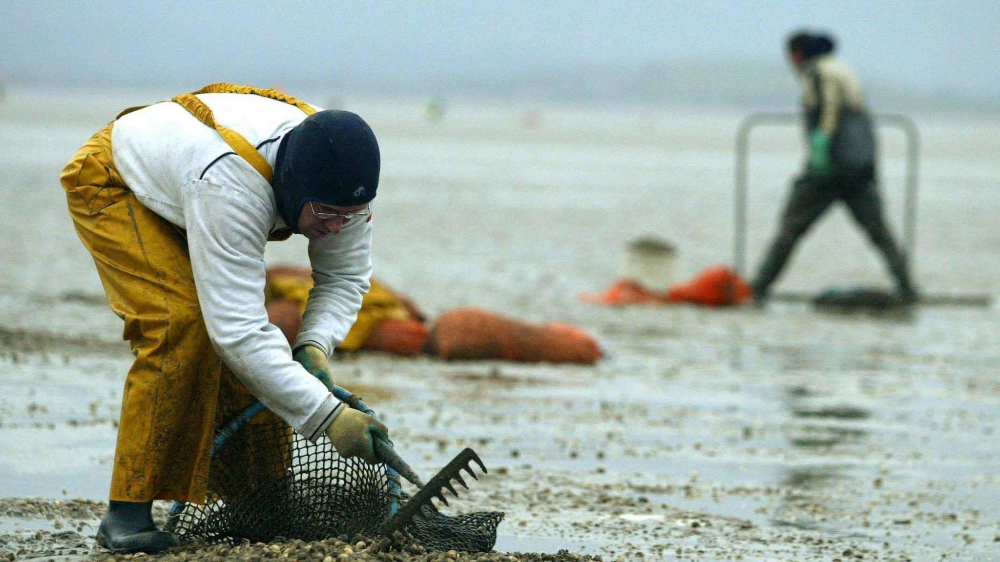 A cockler scrapes sand on Morecambe Bay