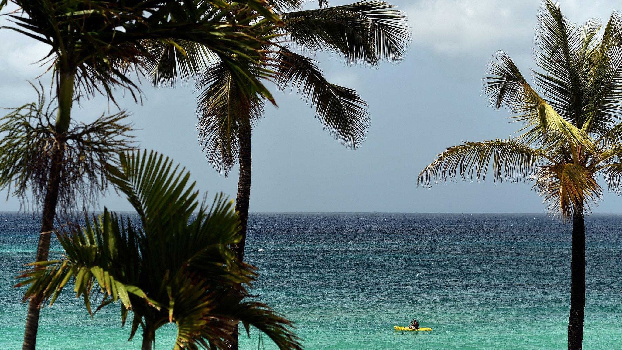 sea and palm trees on a sunny day in barbados